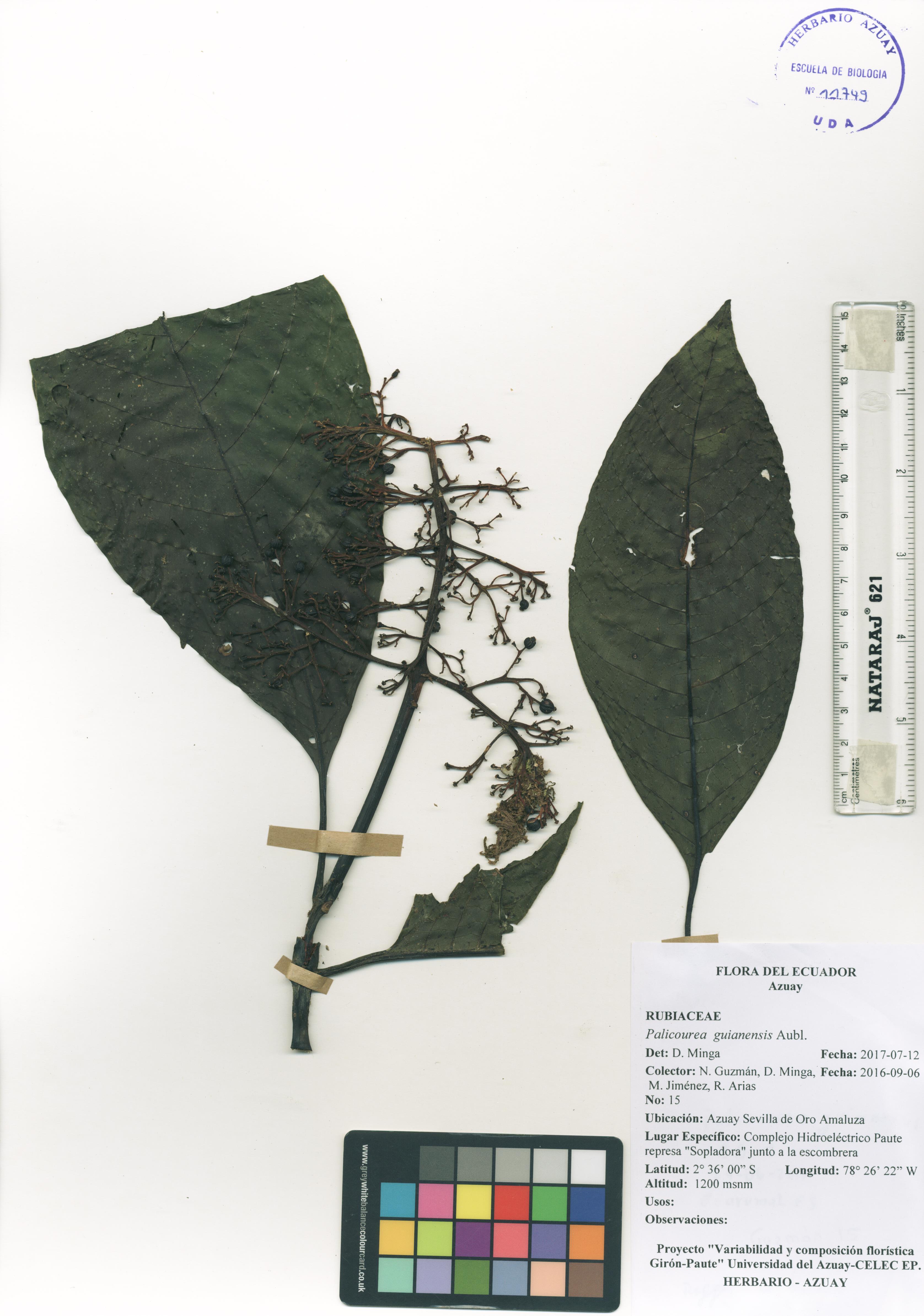 Palicourea guianensis Aubl.