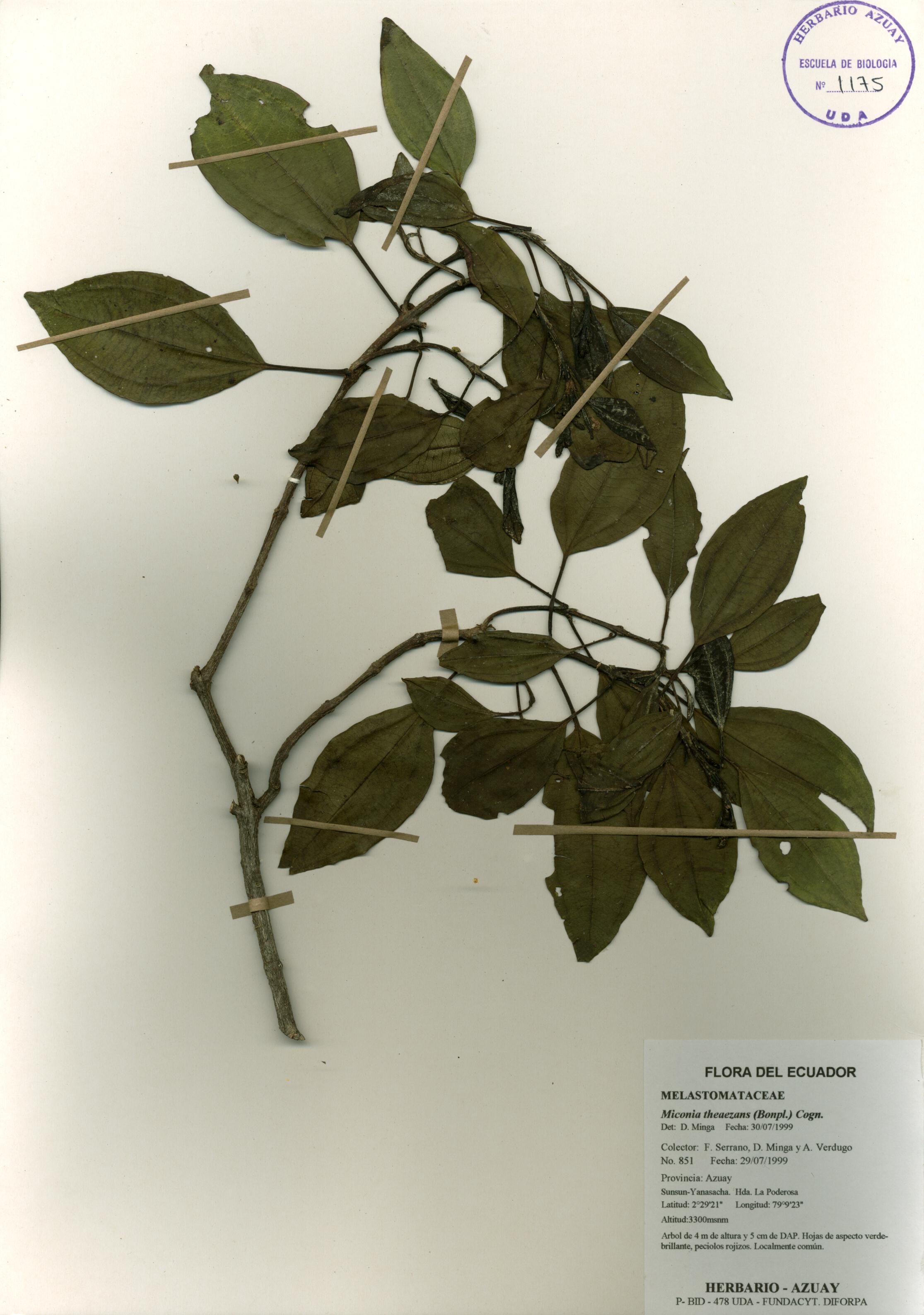 Miconia theaezans (Bonpl.) Cogn.