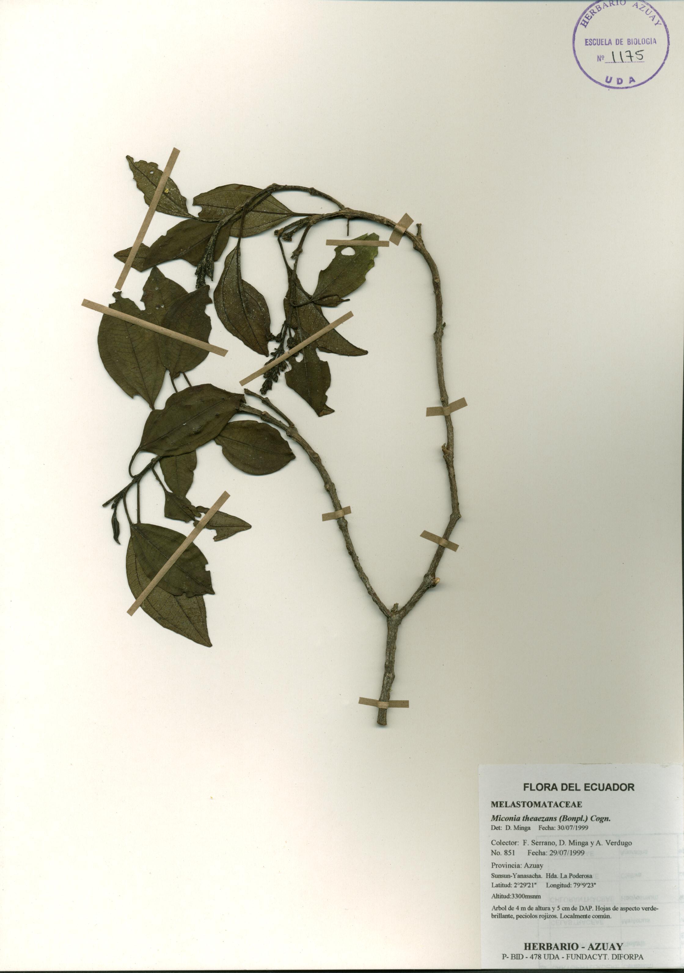 Miconia theaezans (Bonpl.) Cogn.