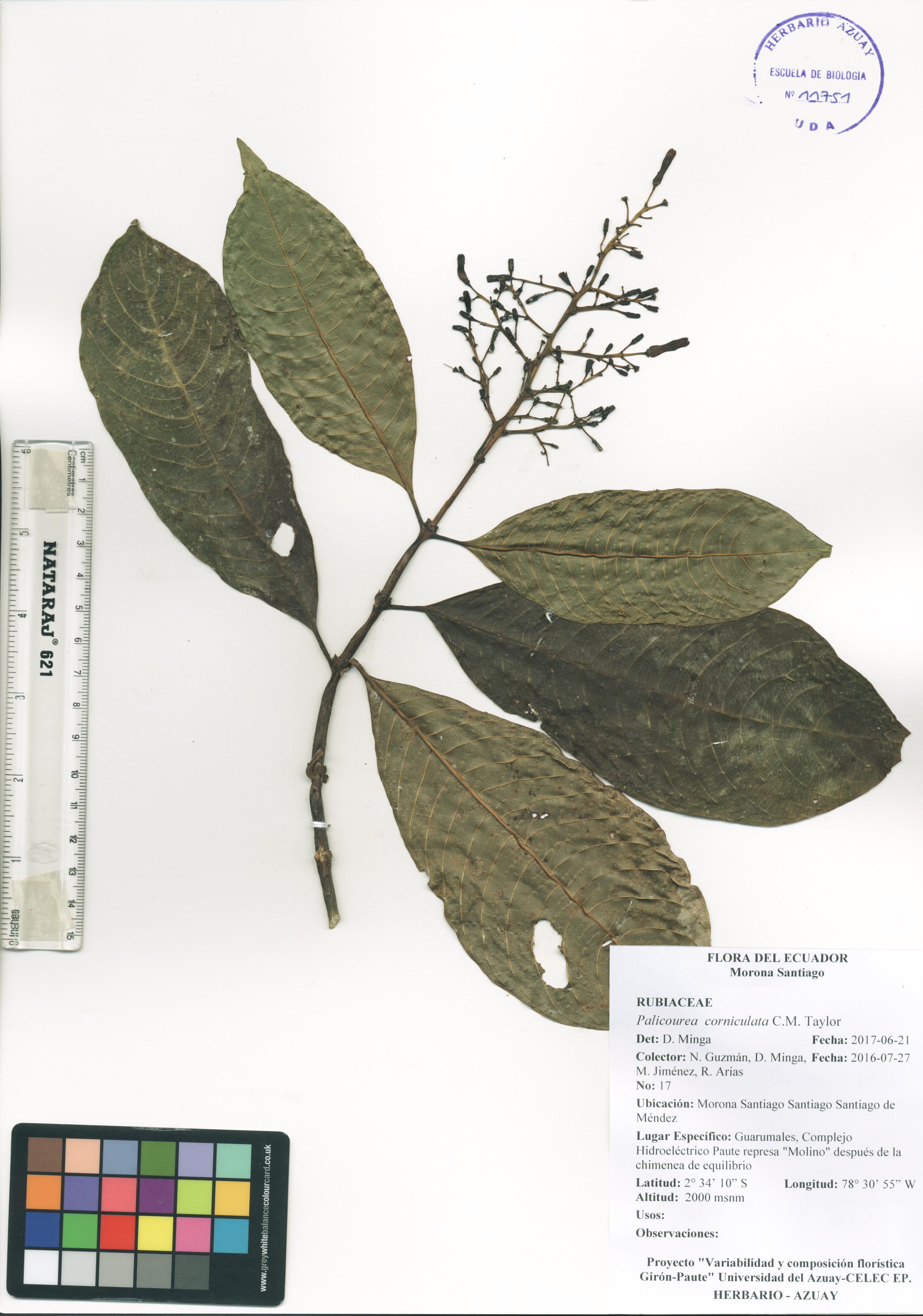 Palicourea corniculata C.M. Taylor