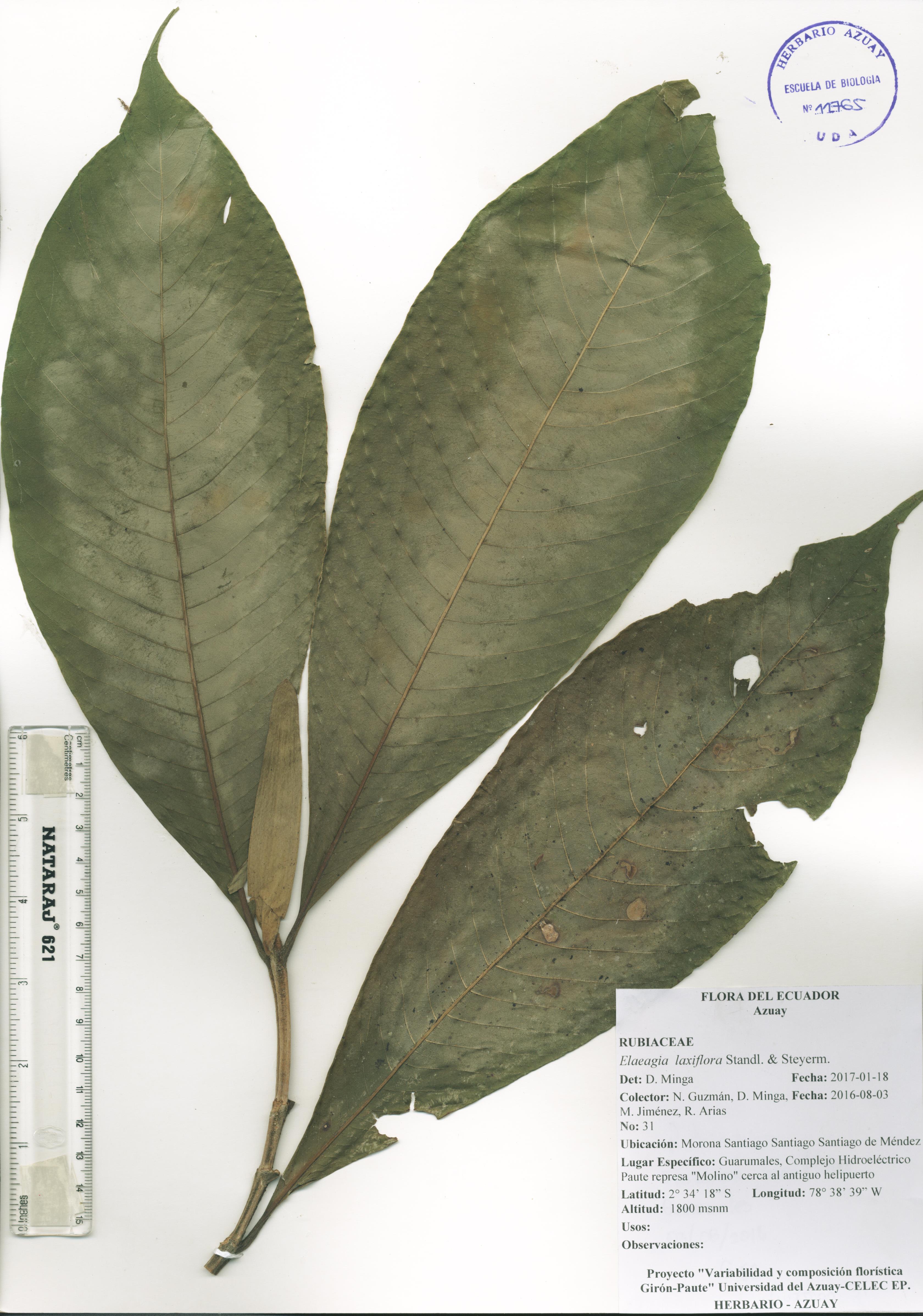 Elaeagia laxiflora Standl. & Steyerm.