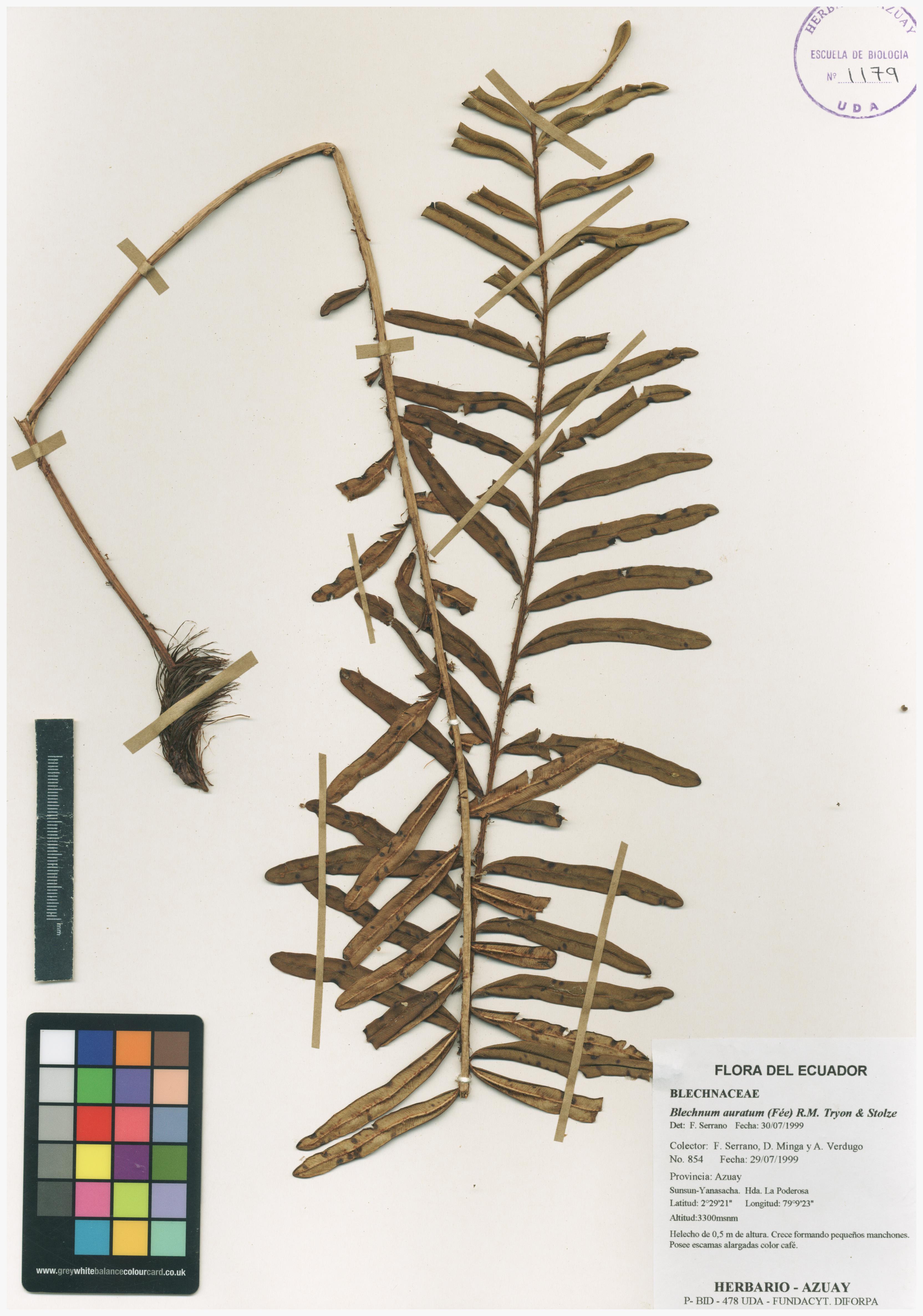 Blechnum auratum (Fée) R.M. Tryon & Stolze