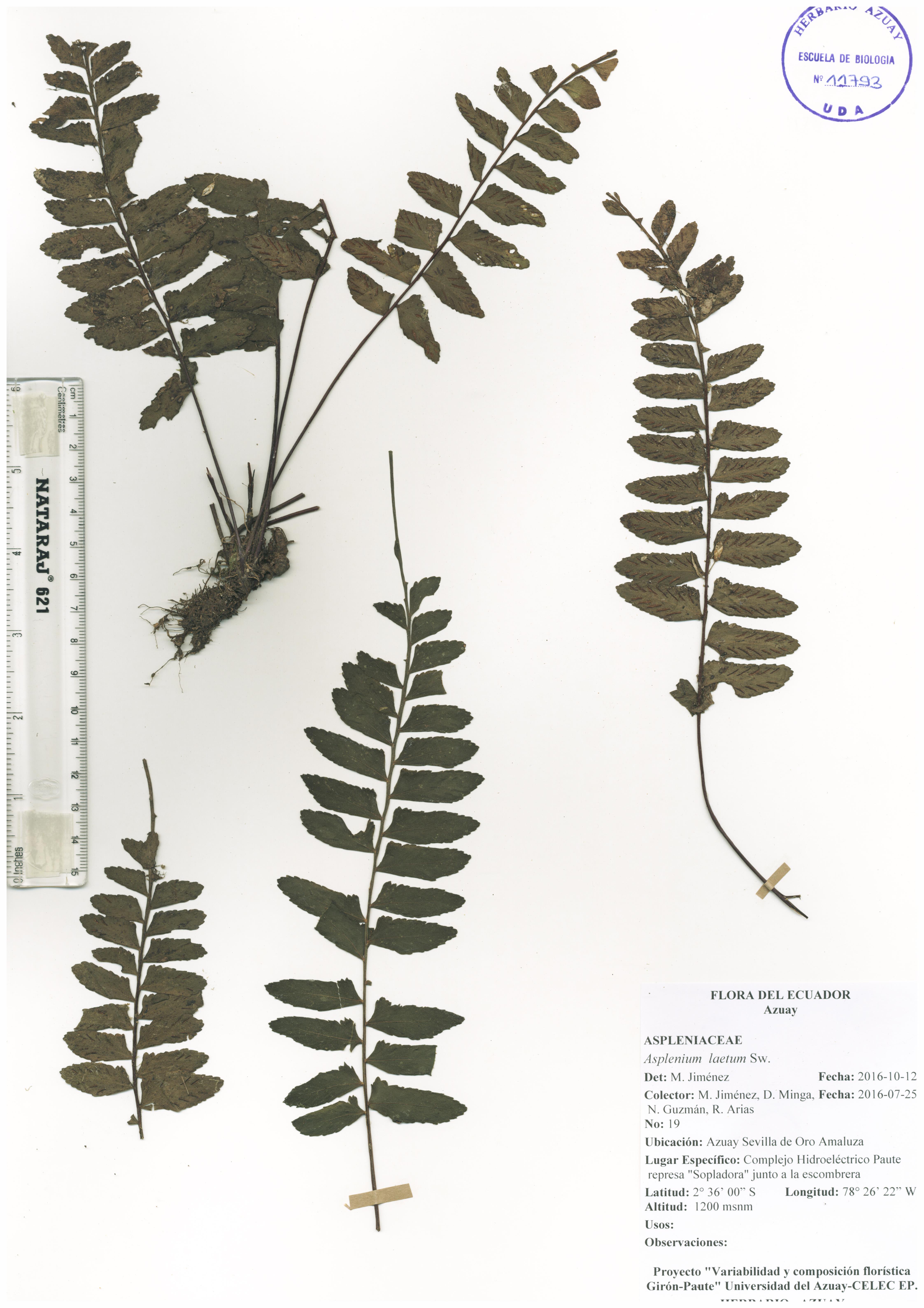 Asplenium laetum Sw.