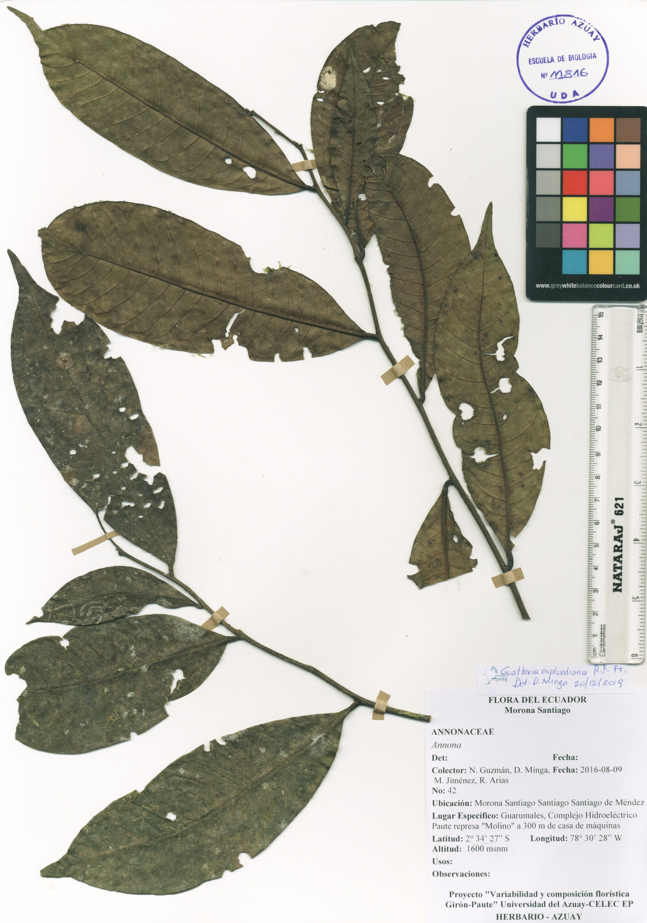 Guatteria asplundiana R.E. Fr.
