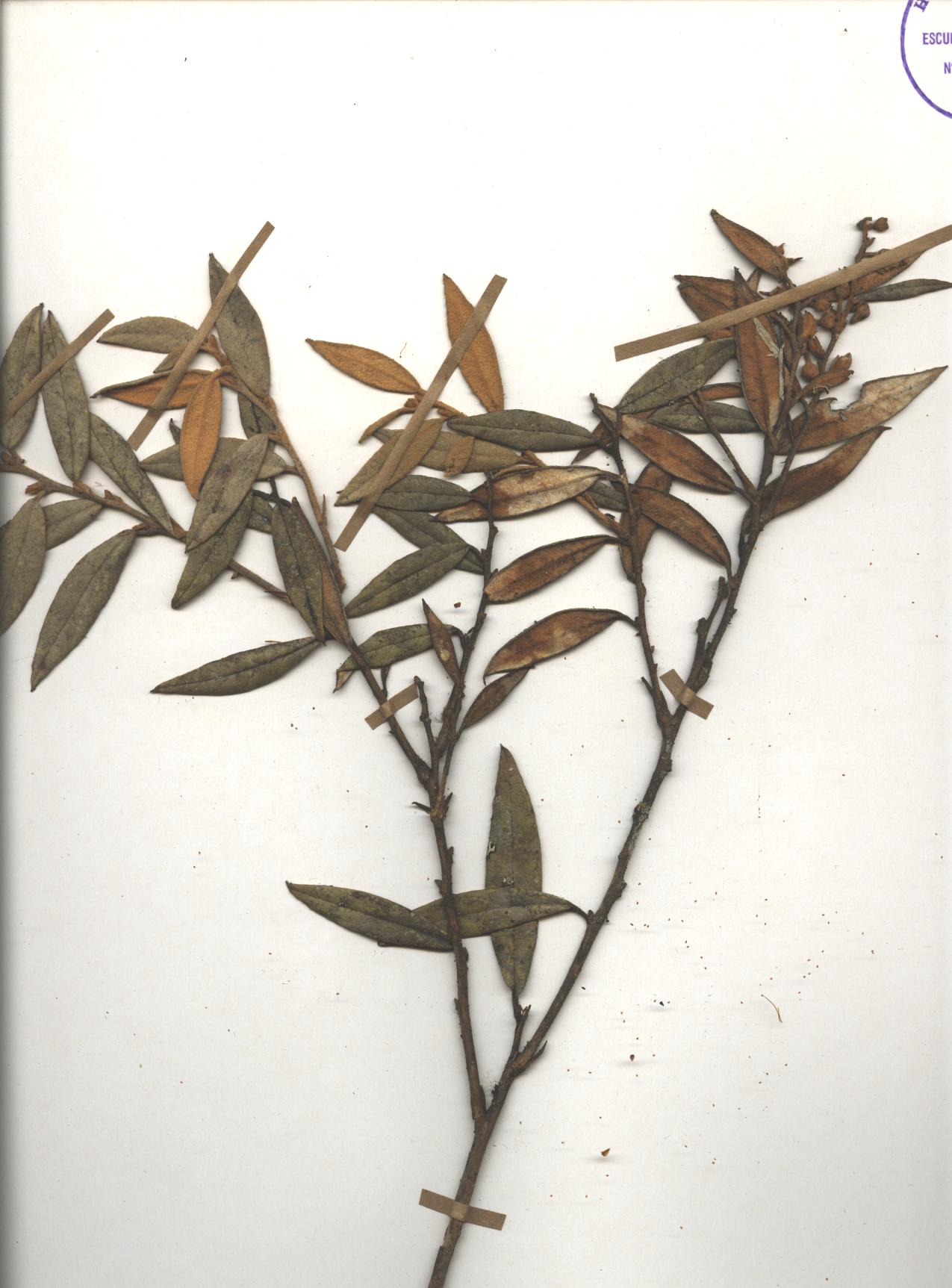 Gaultheria tomentosa Kunth