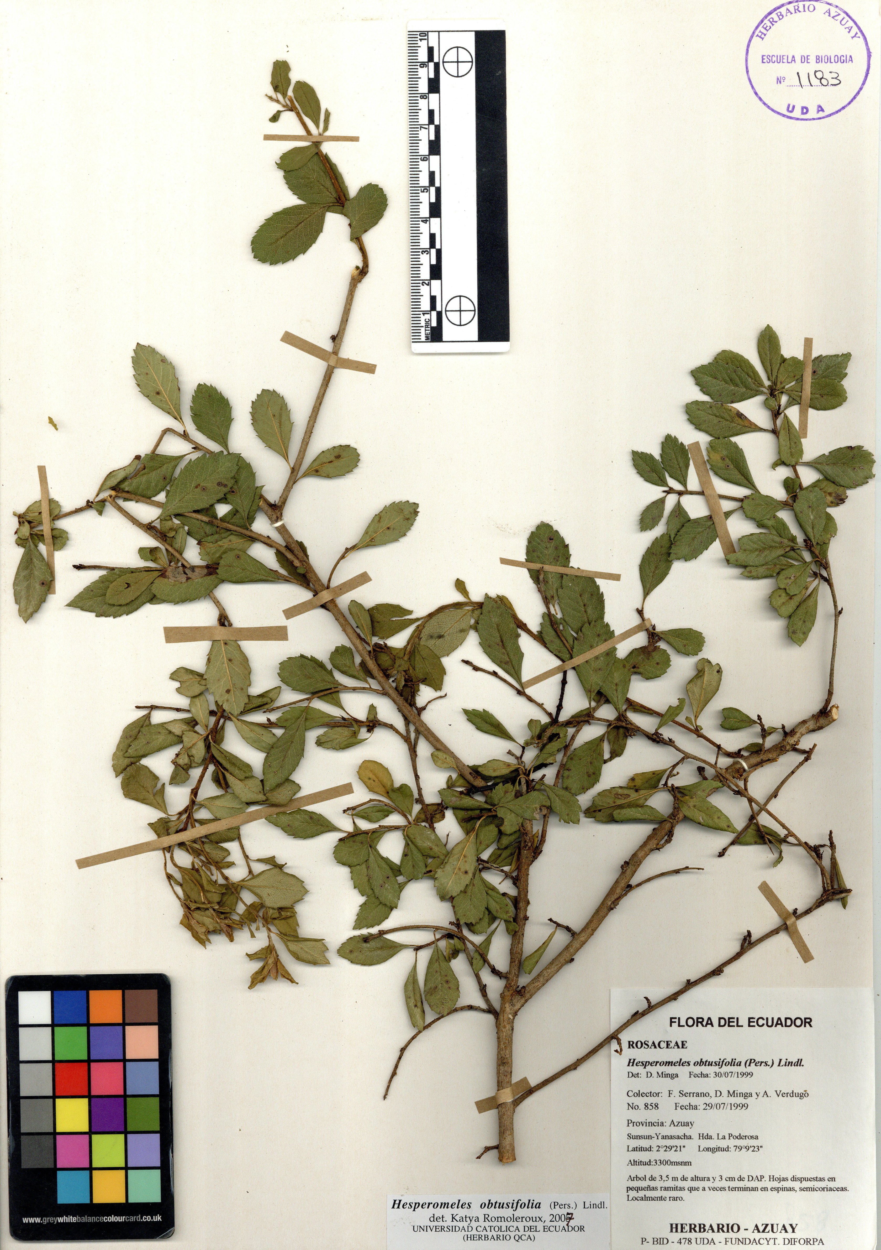 Hesperomeles obtusifolia (Pers.) Lindl.