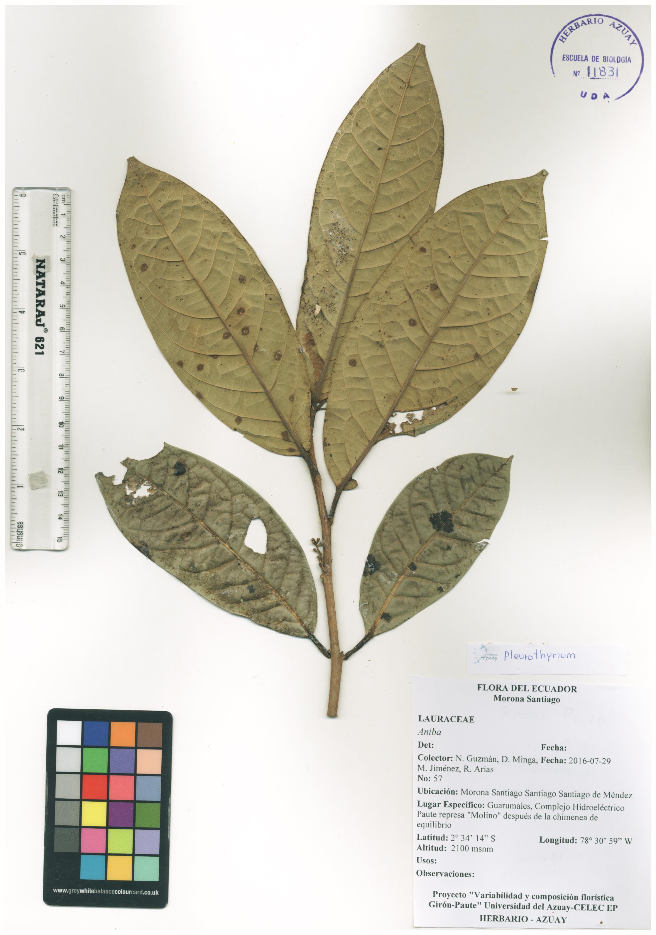 Pleurothyrium sin determinar sin determinar
