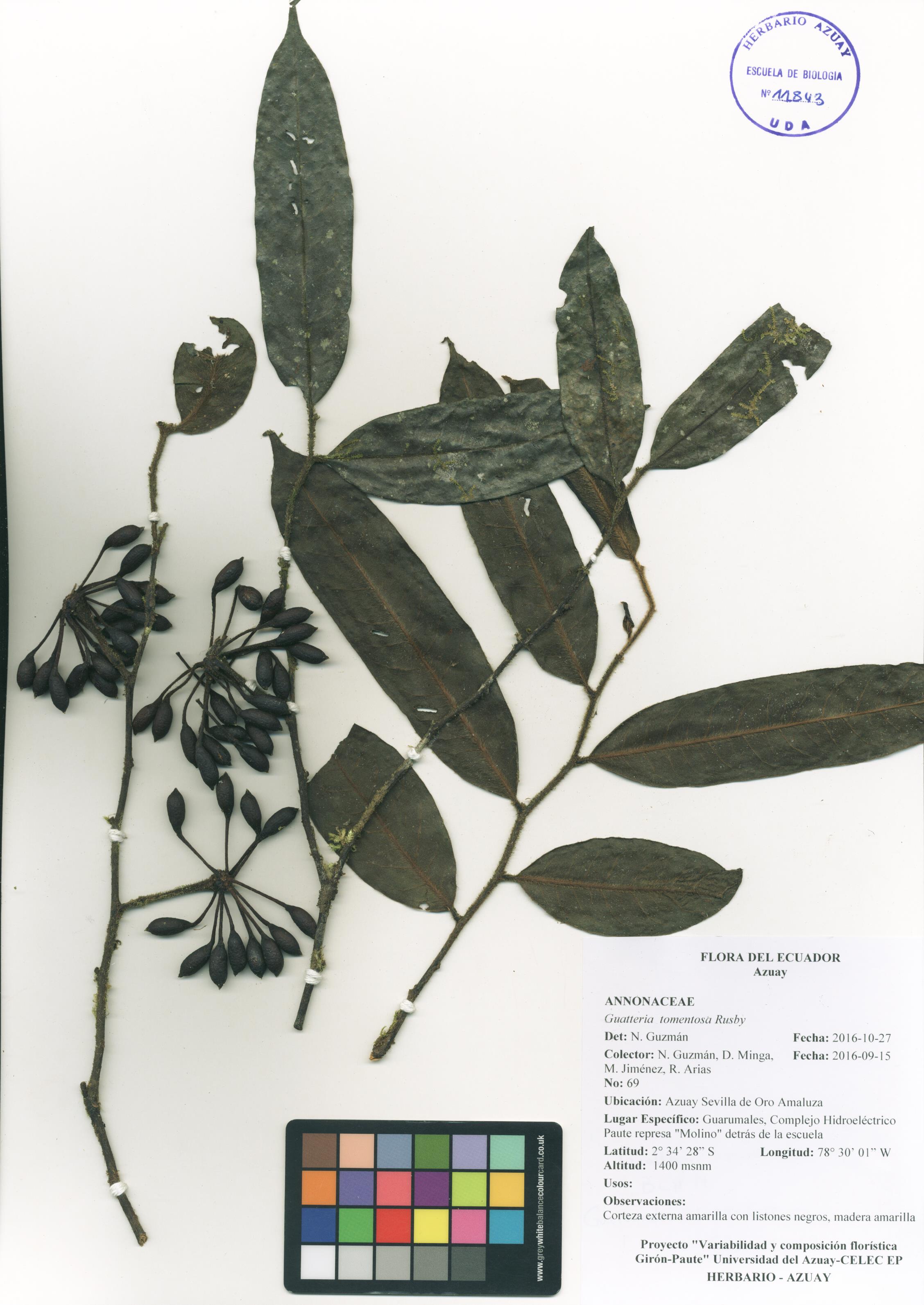 Guatteria tomentosa Rusby