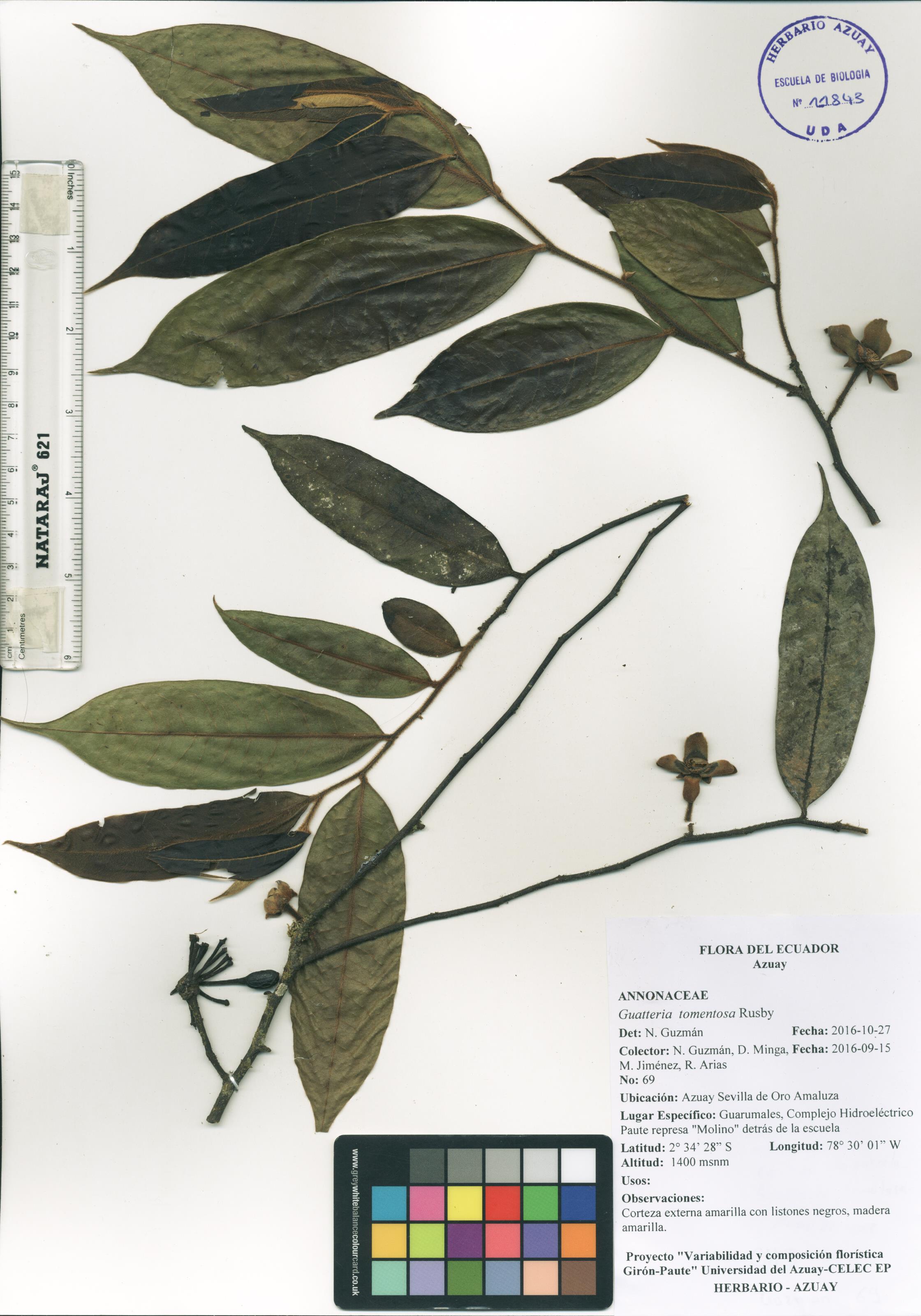 Guatteria tomentosa Rusby