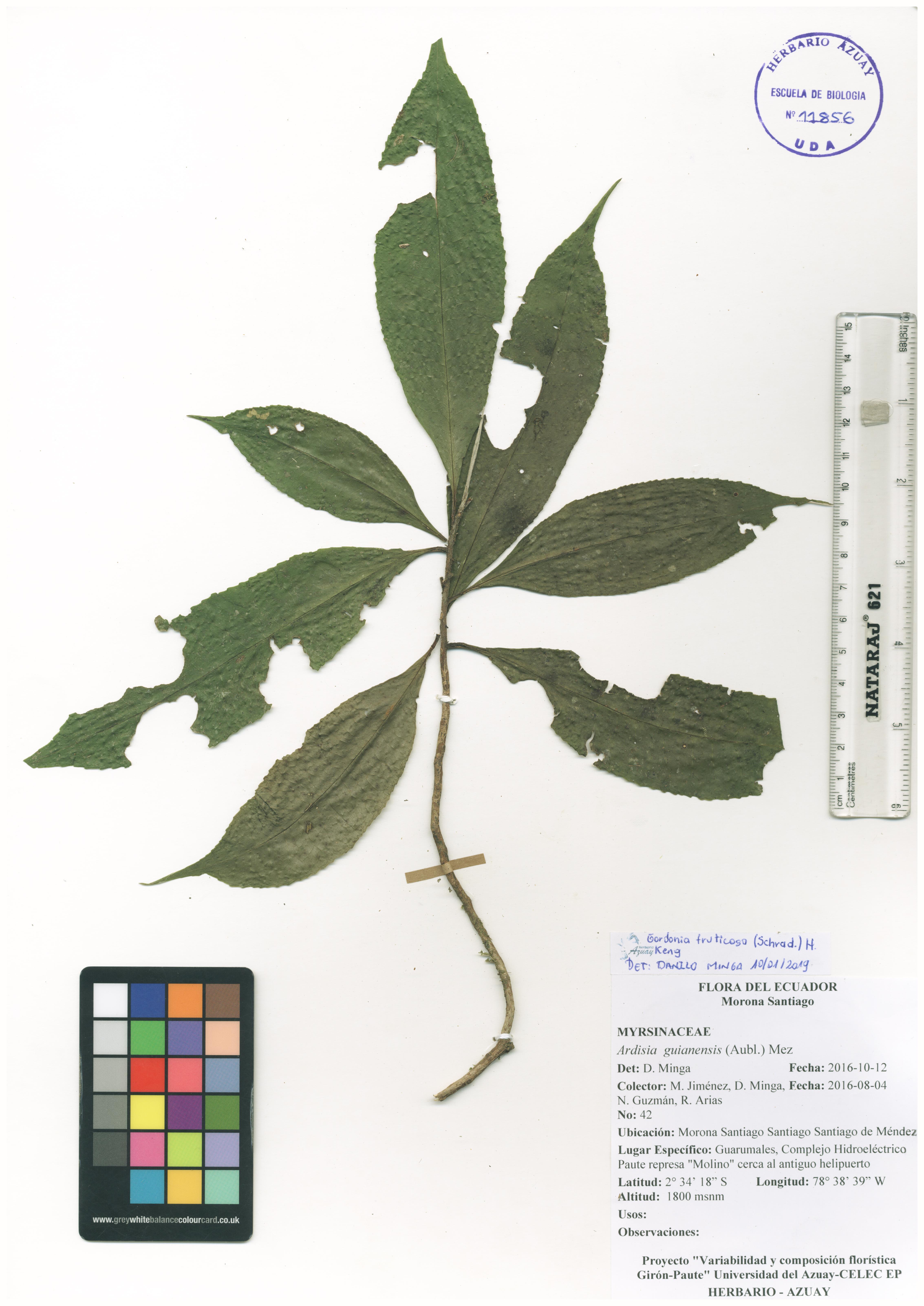 Gordonia fruticosa (Schrad.) H. Keng