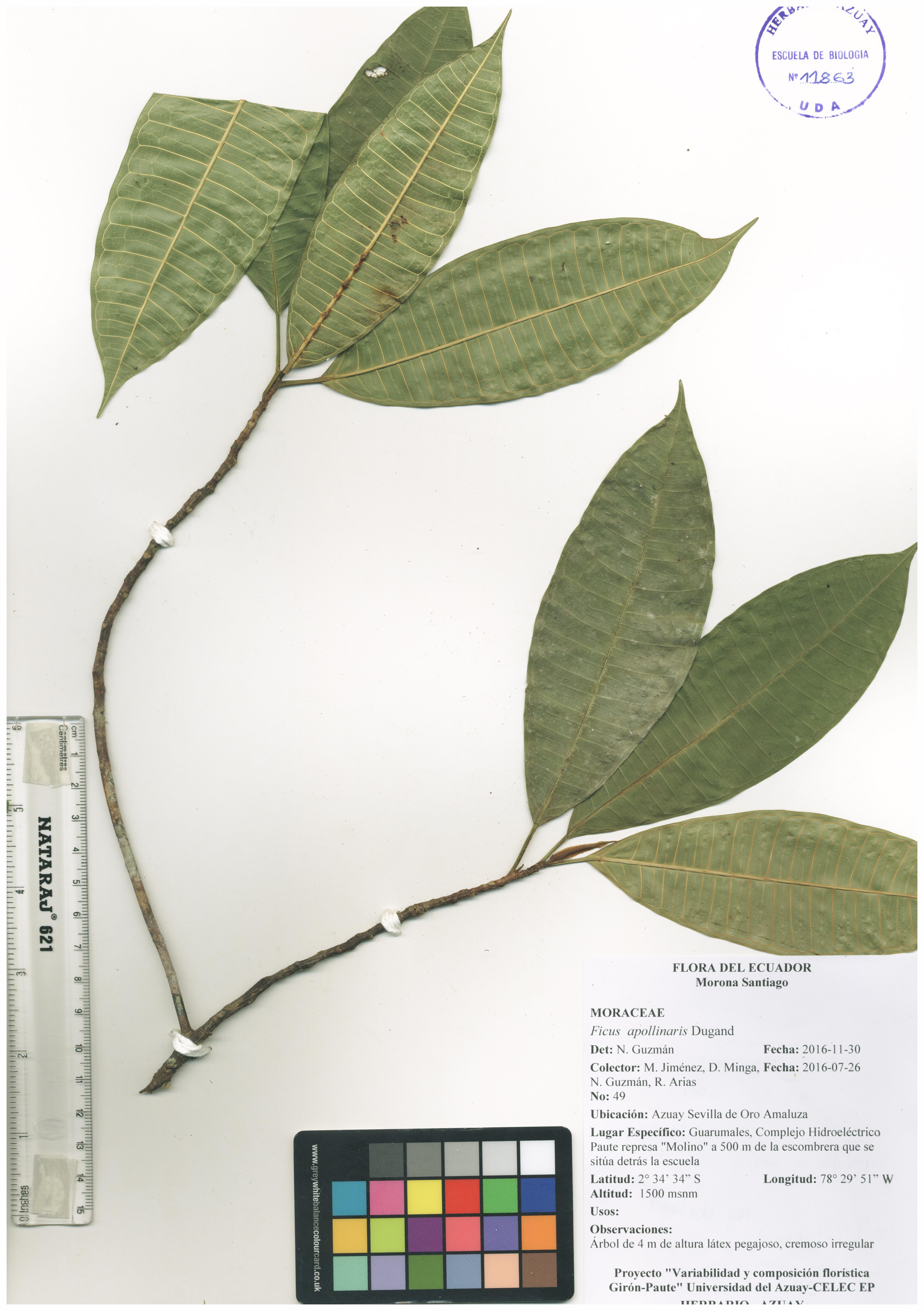 Ficus apollinaris Dugand