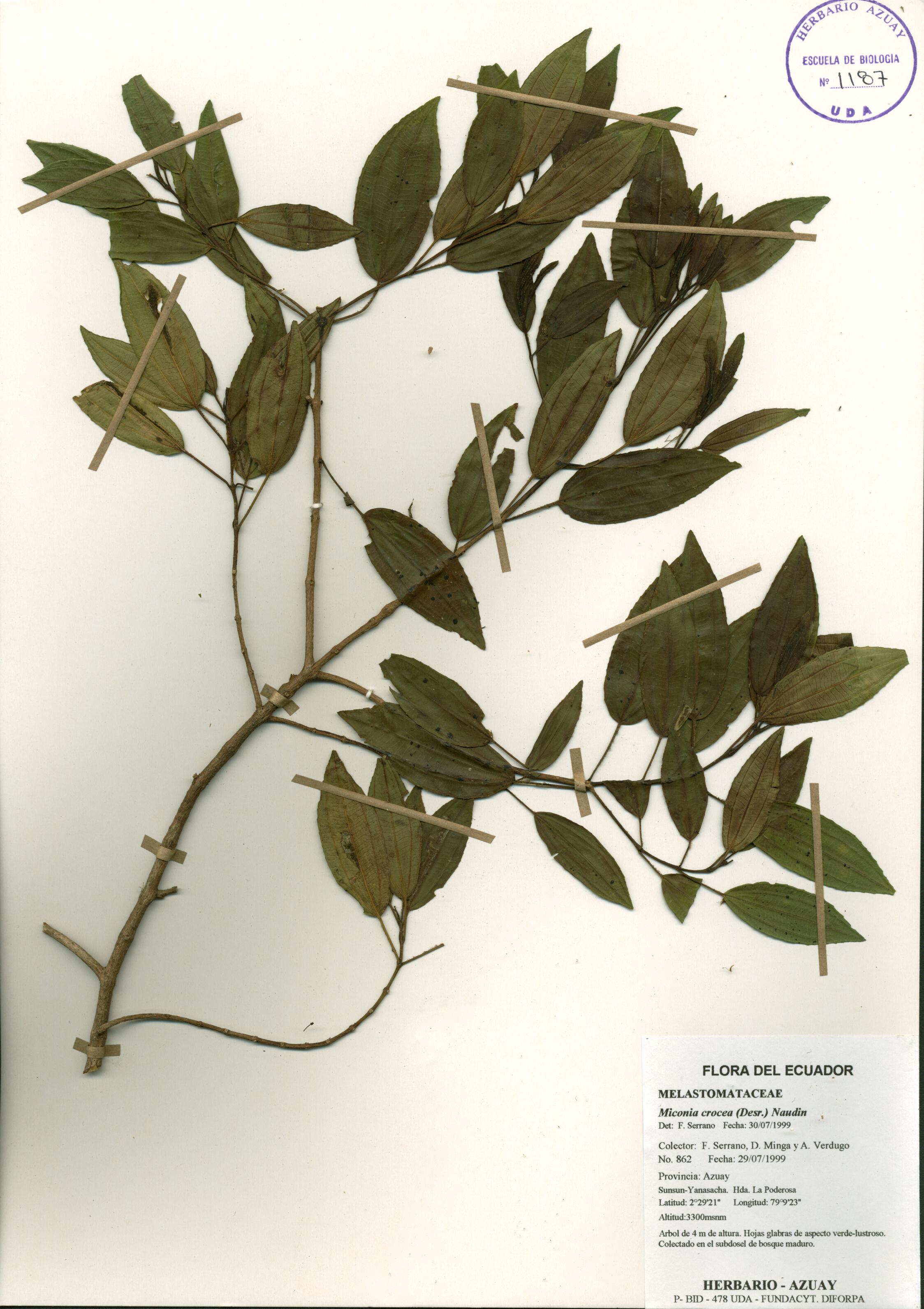 Miconia crocea (Desr.) Naudin.