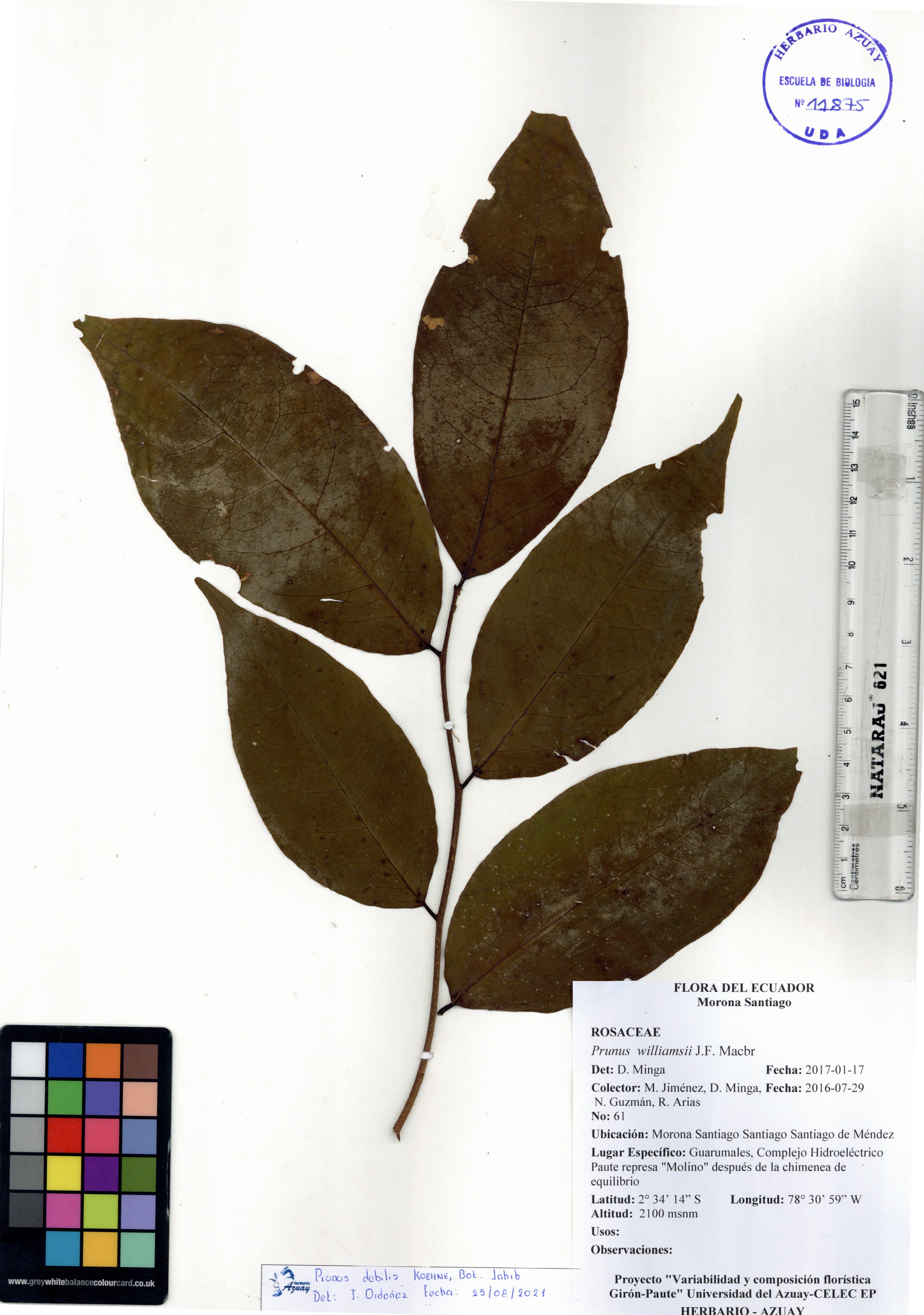 Prunus debilis Koehne