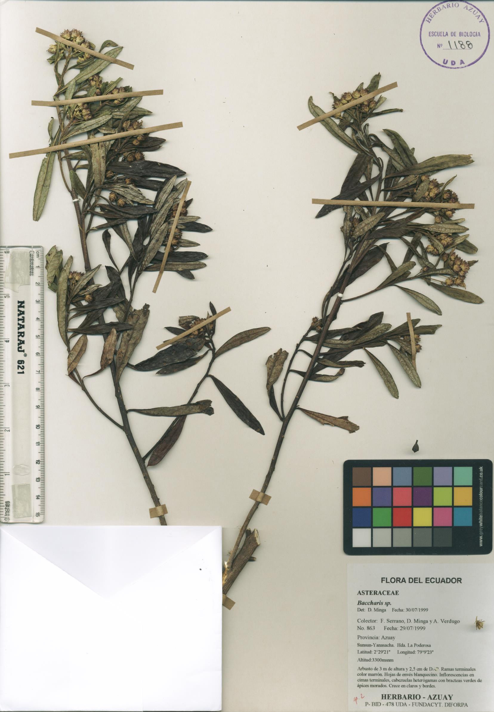 Baccharis sp. SIN DETERMINAR
