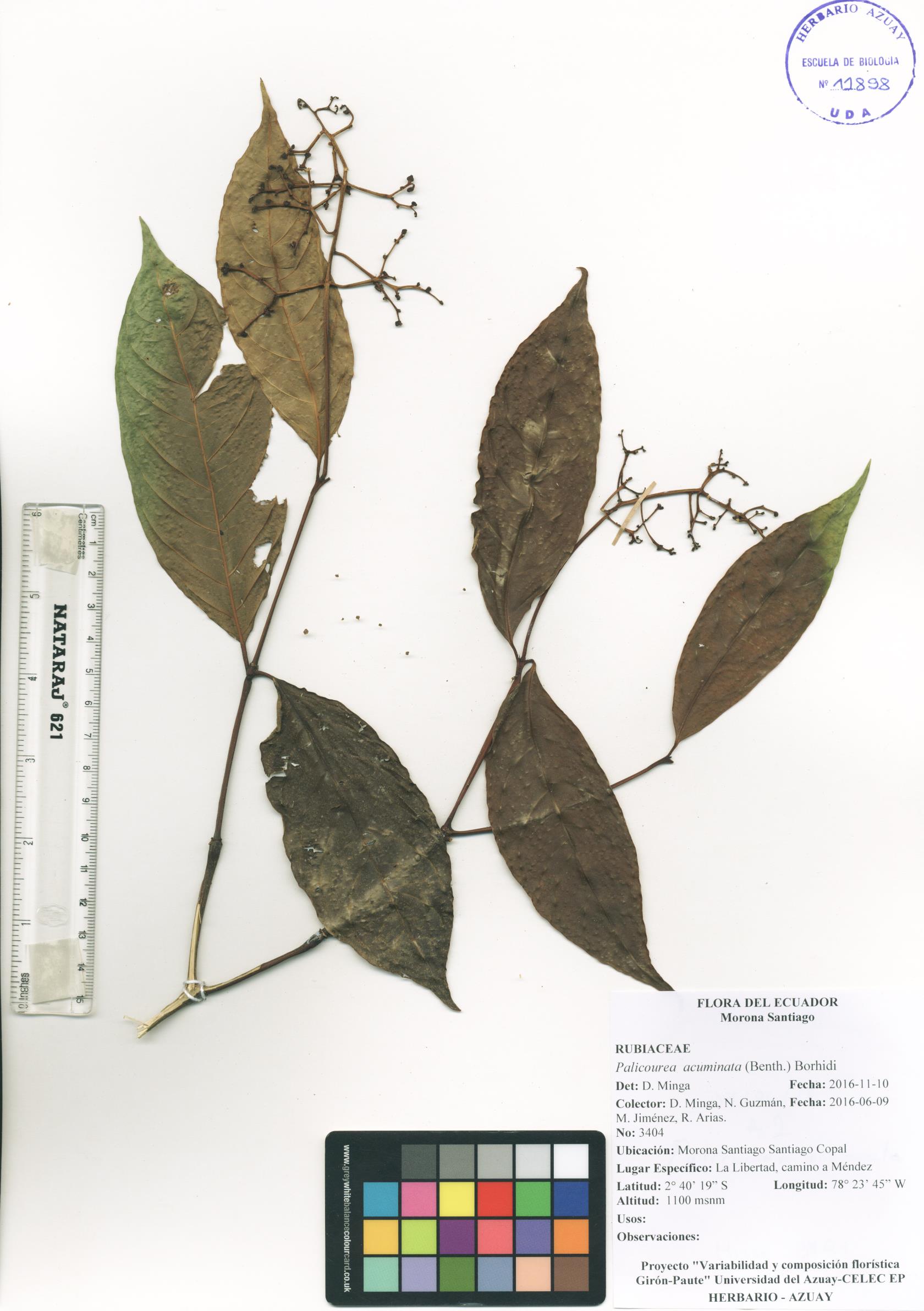 Palicourea acuminata (Benth.) Borhidi