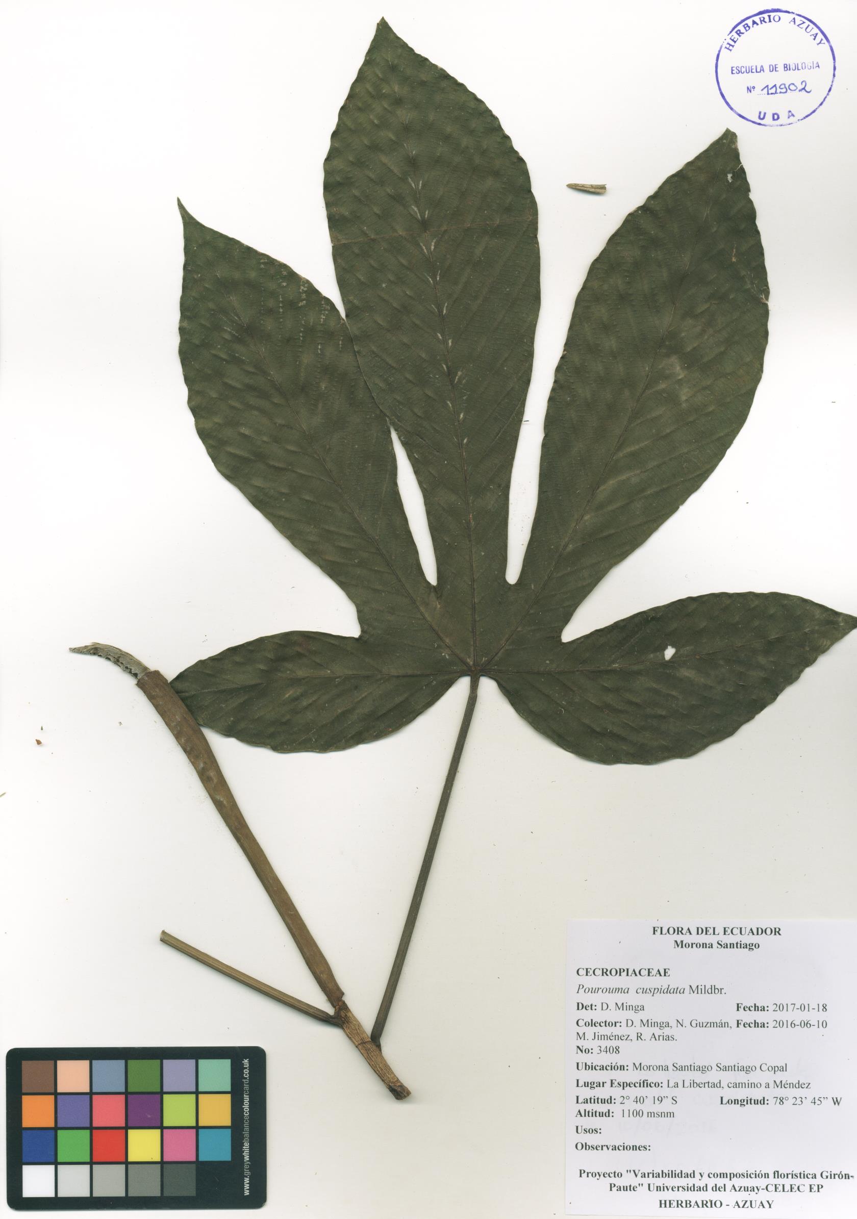 Pourouma cuspidata Mildbr.