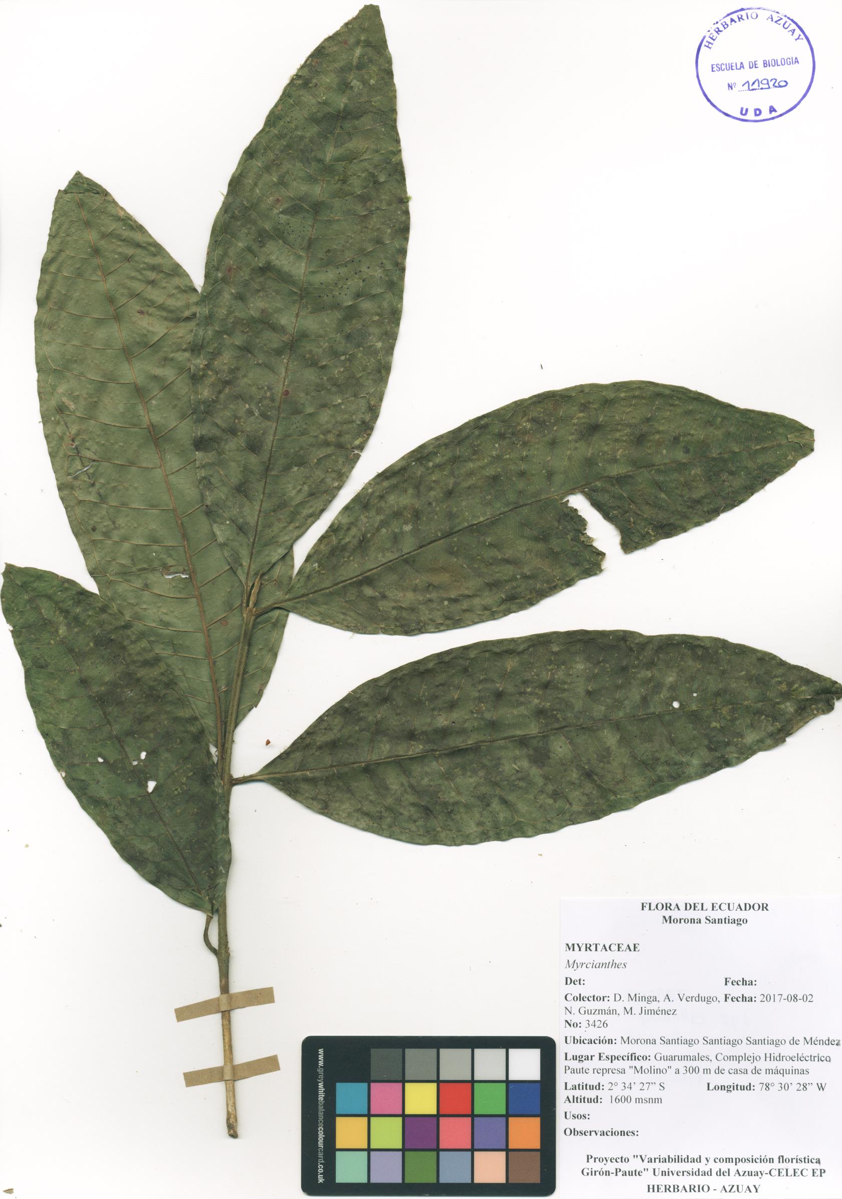 Myrcianthes sin determinar sin determinar