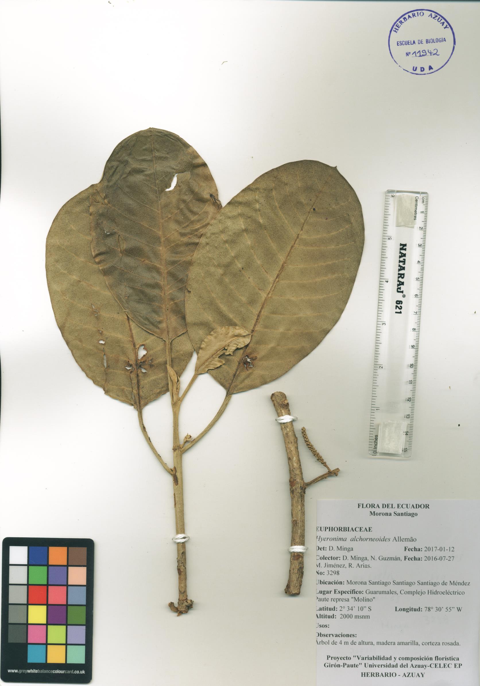 Hieronyma alchorneoides Allemão