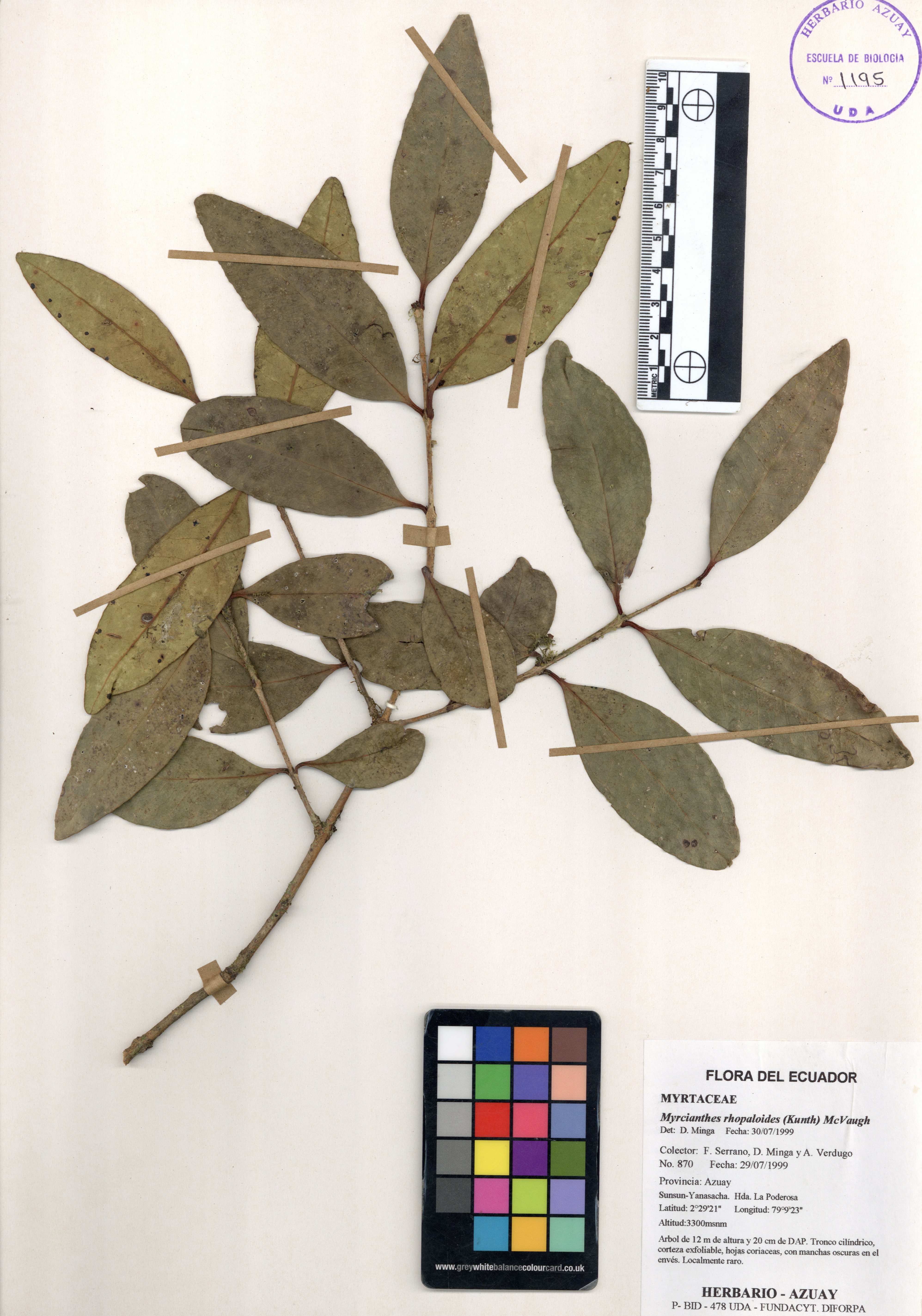 Myrcianthes rhopaloides (Kunth) McVaugh