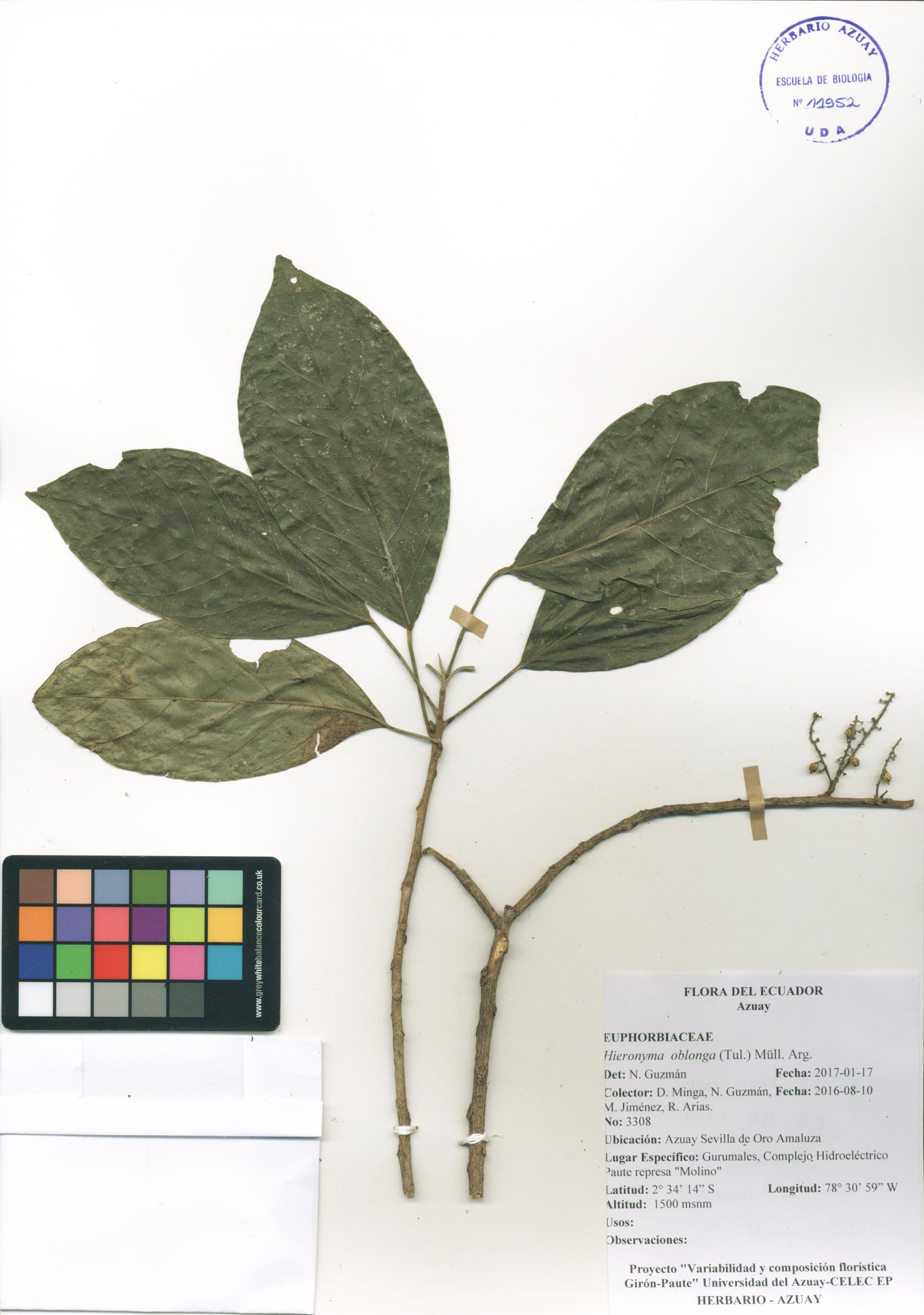 Hieronyma oblonga (Tul.) Müll. Arg.