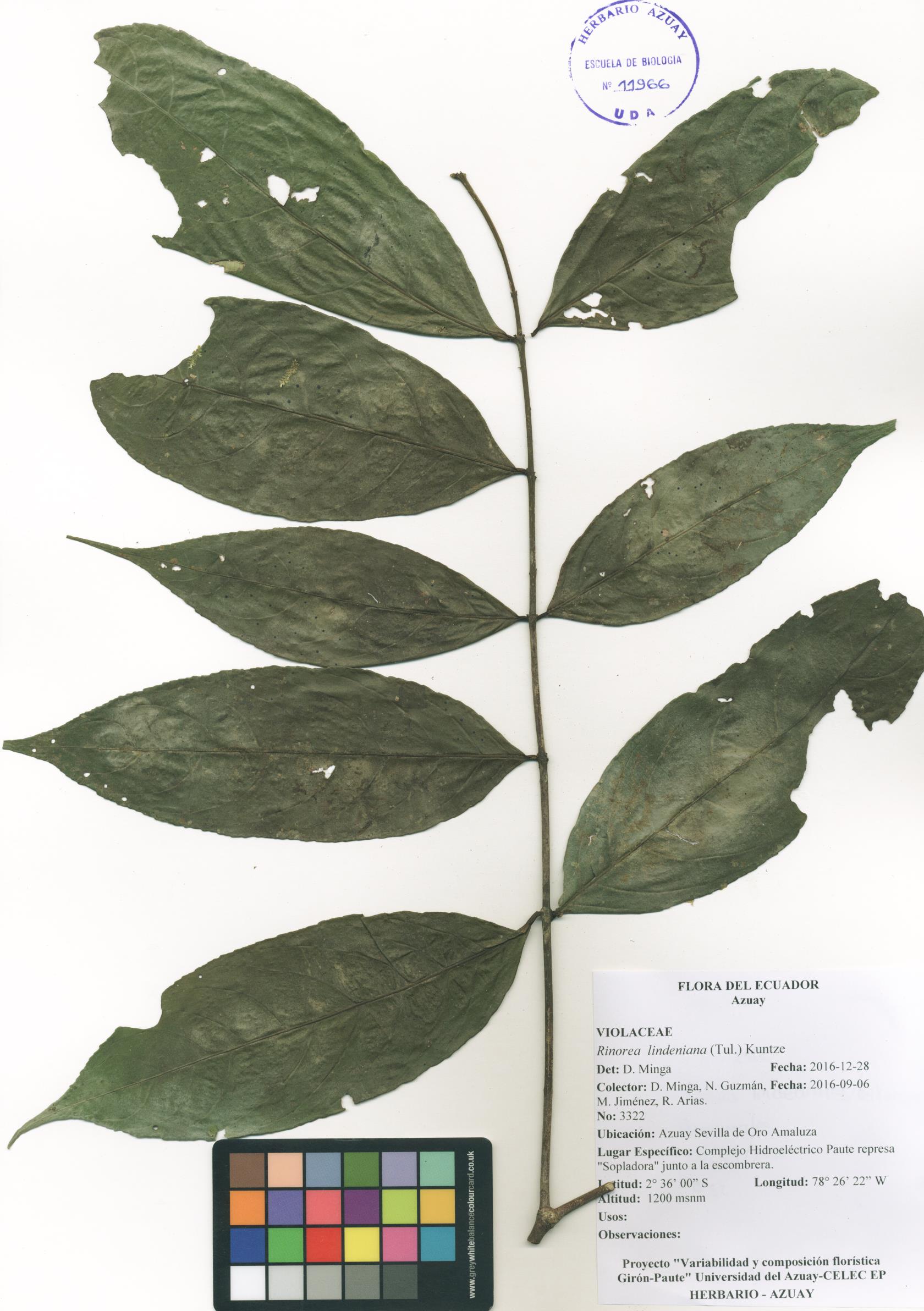 Rinorea lindeniana (Tul.) Kuntze
