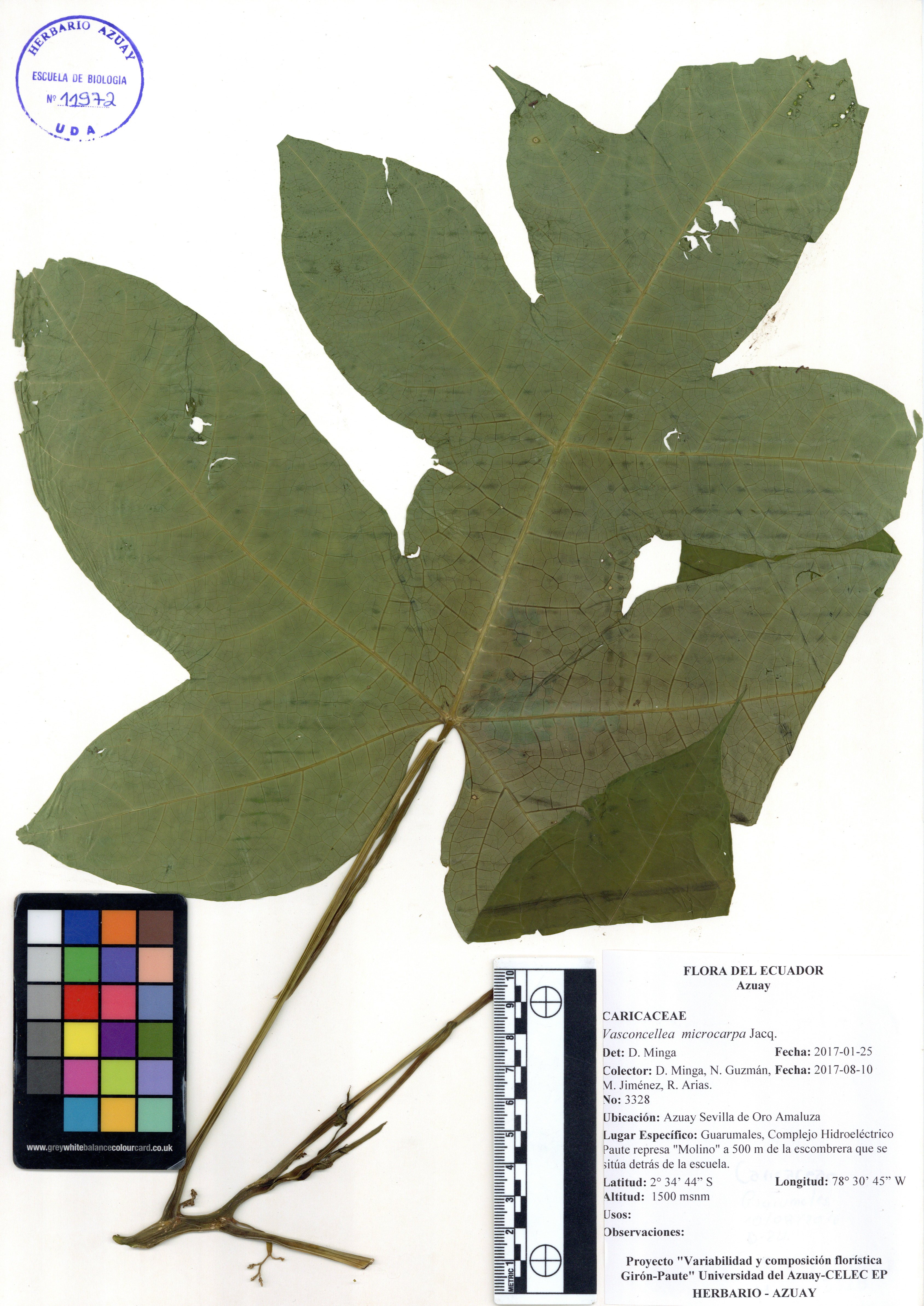 Vasconcellea microcarpa Jacq.