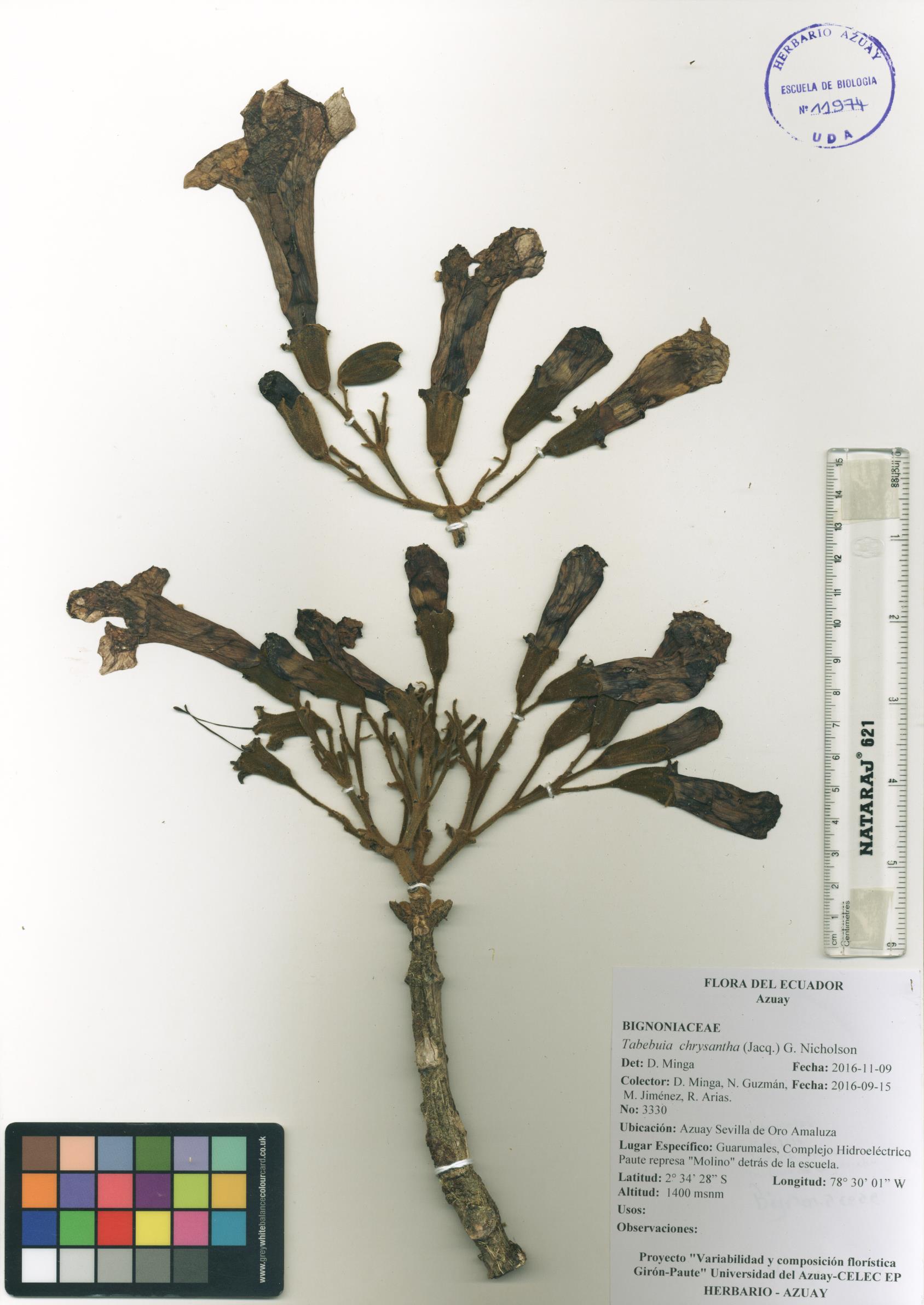 Tabebuia chrysantha (Jacq.) G. Nicholson