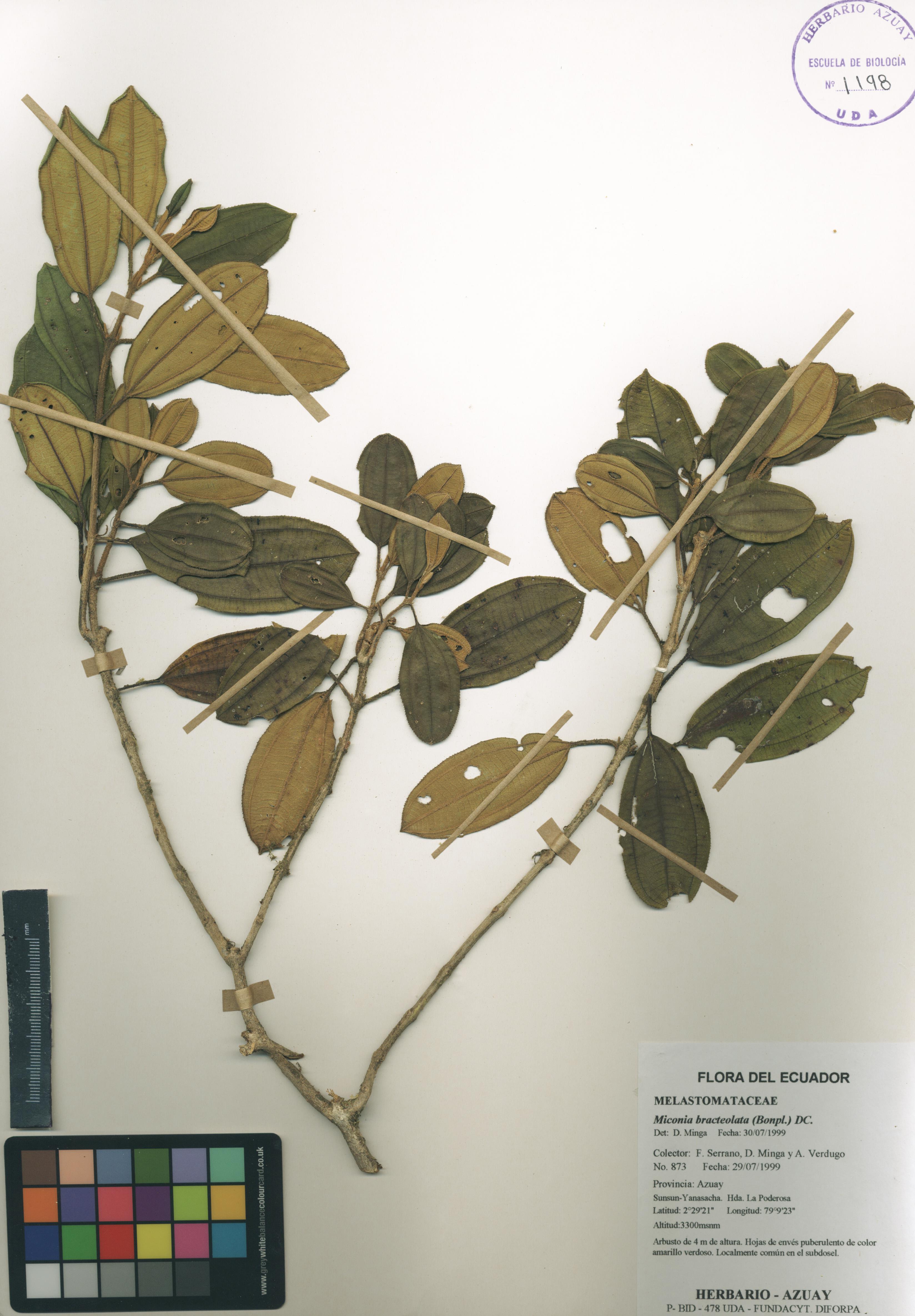 Miconia bracteolata (Bonpl.) DC.