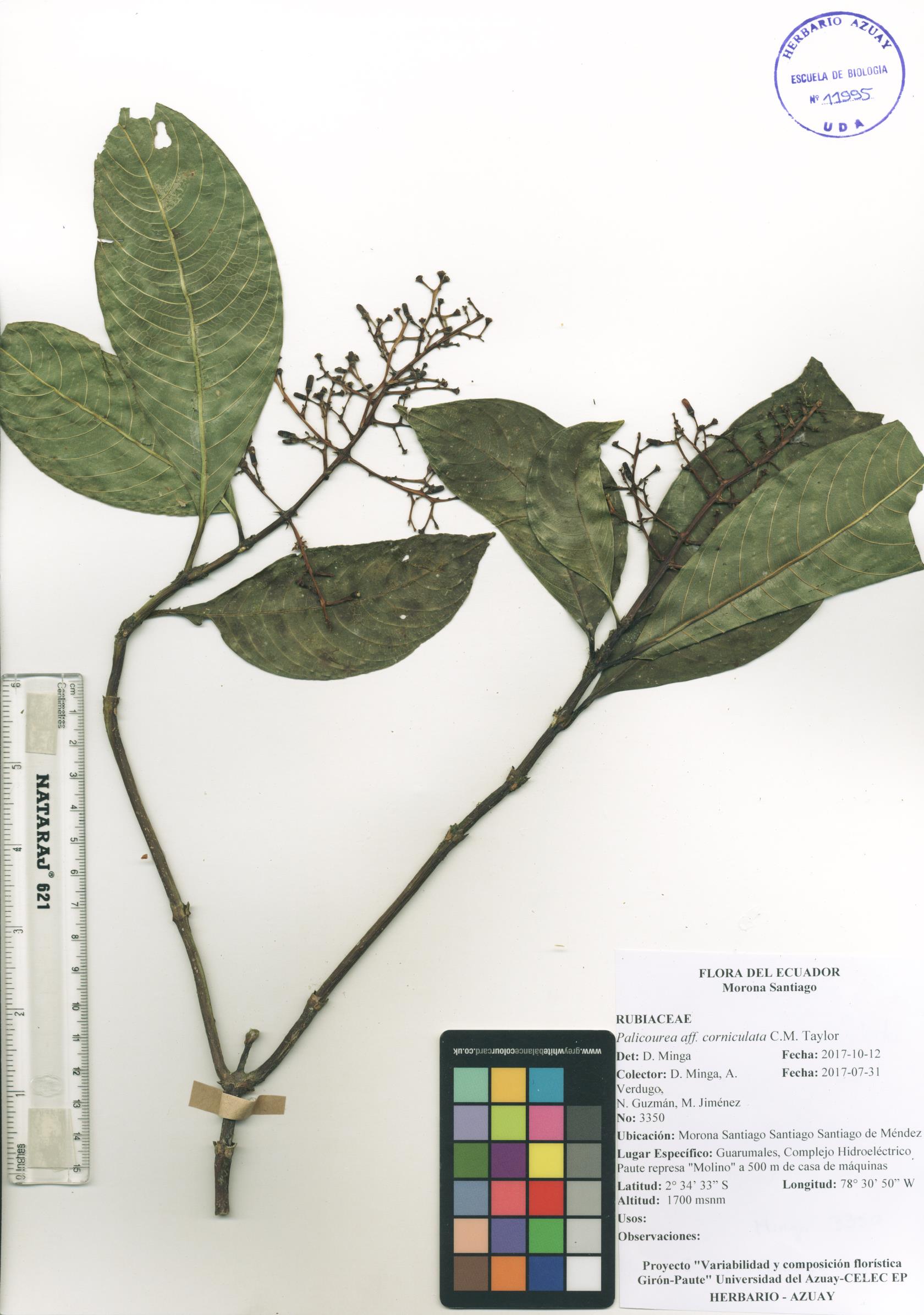 Palicourea corniculata C.M. Taylor