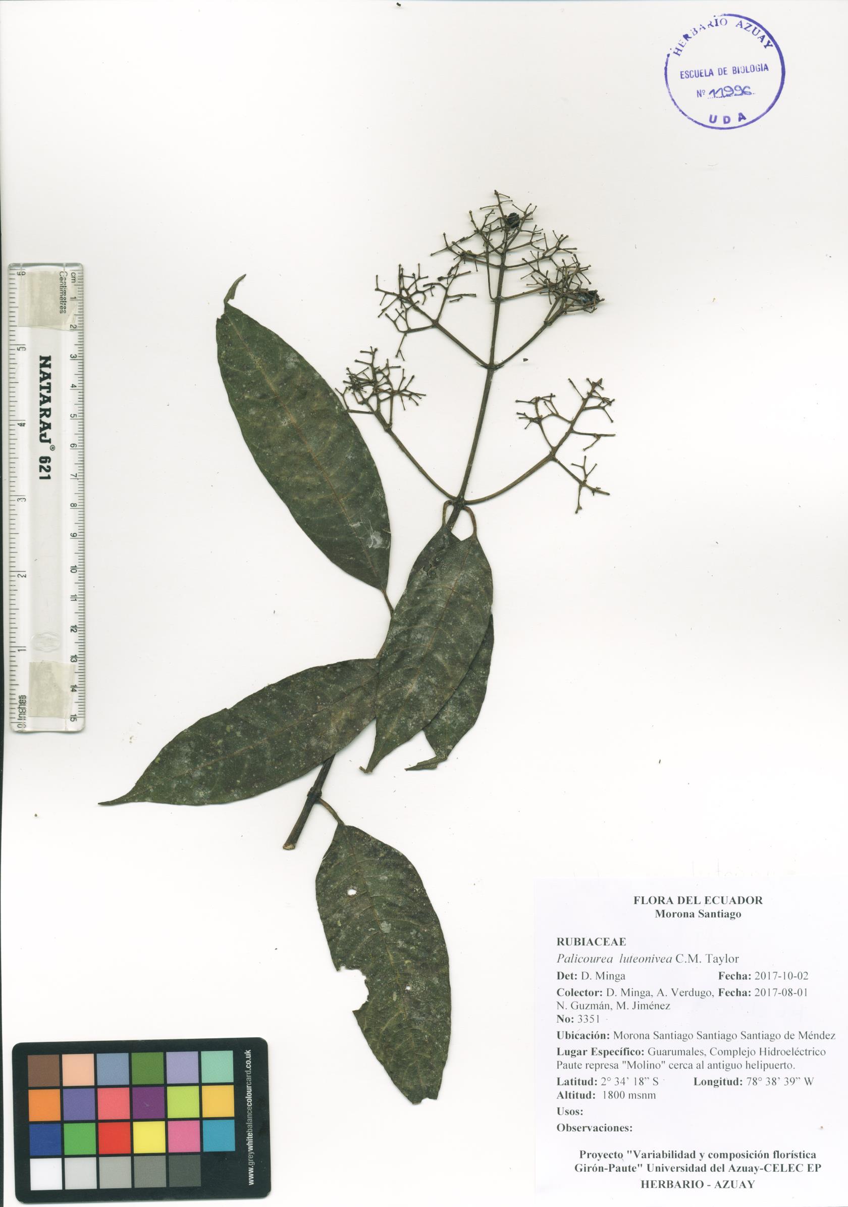 Palicourea luteonivea C.M. Taylor