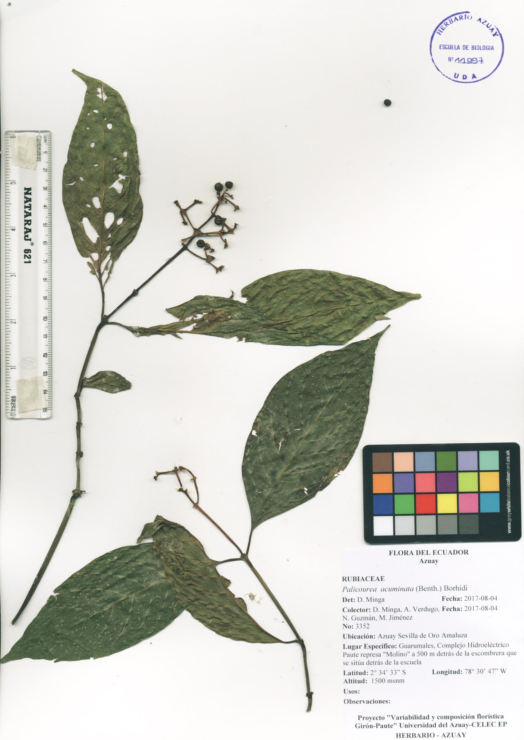 Palicourea acuminata (Benth.) Borhidi