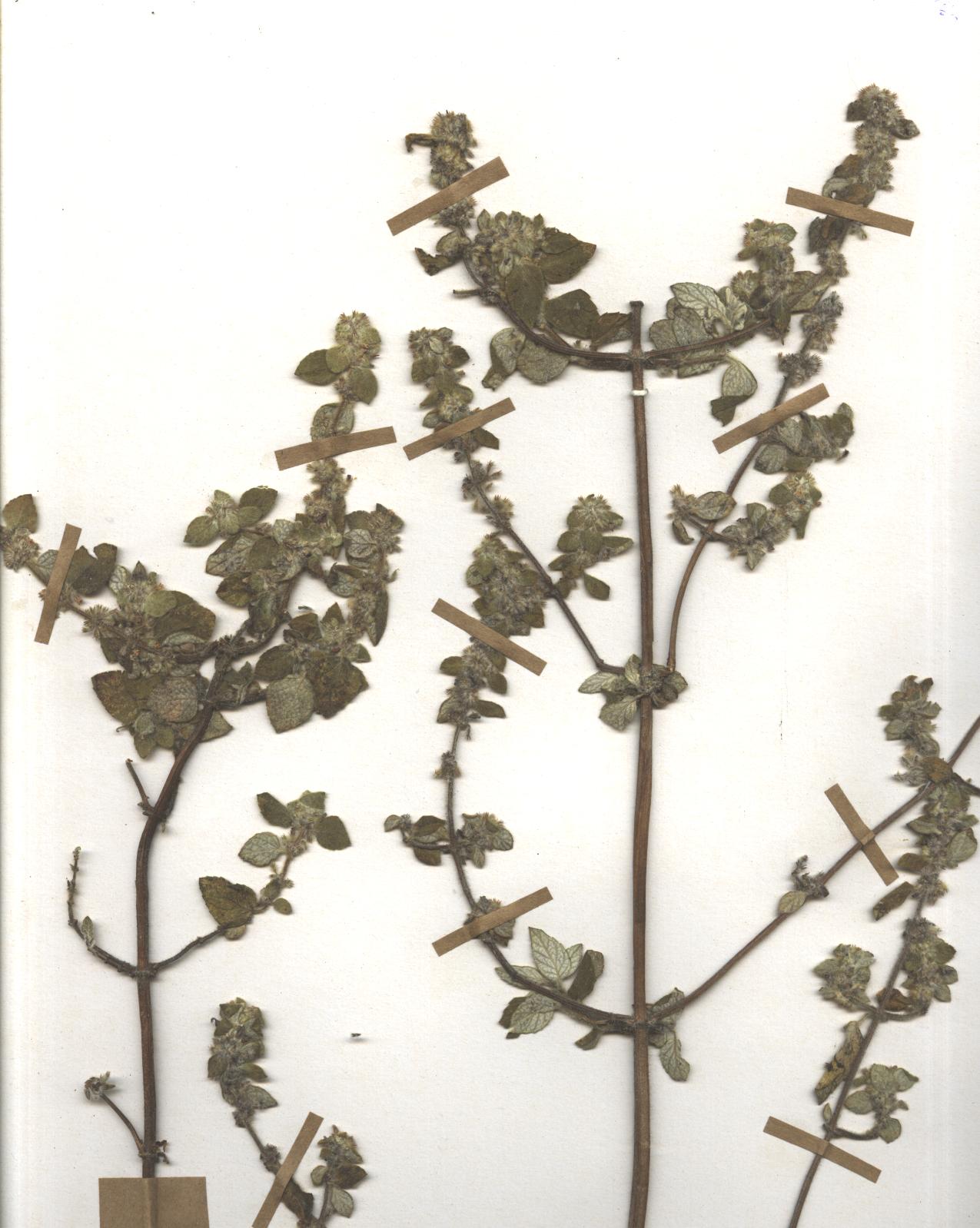 Minthostachys mollis (Kunth) Griseb.