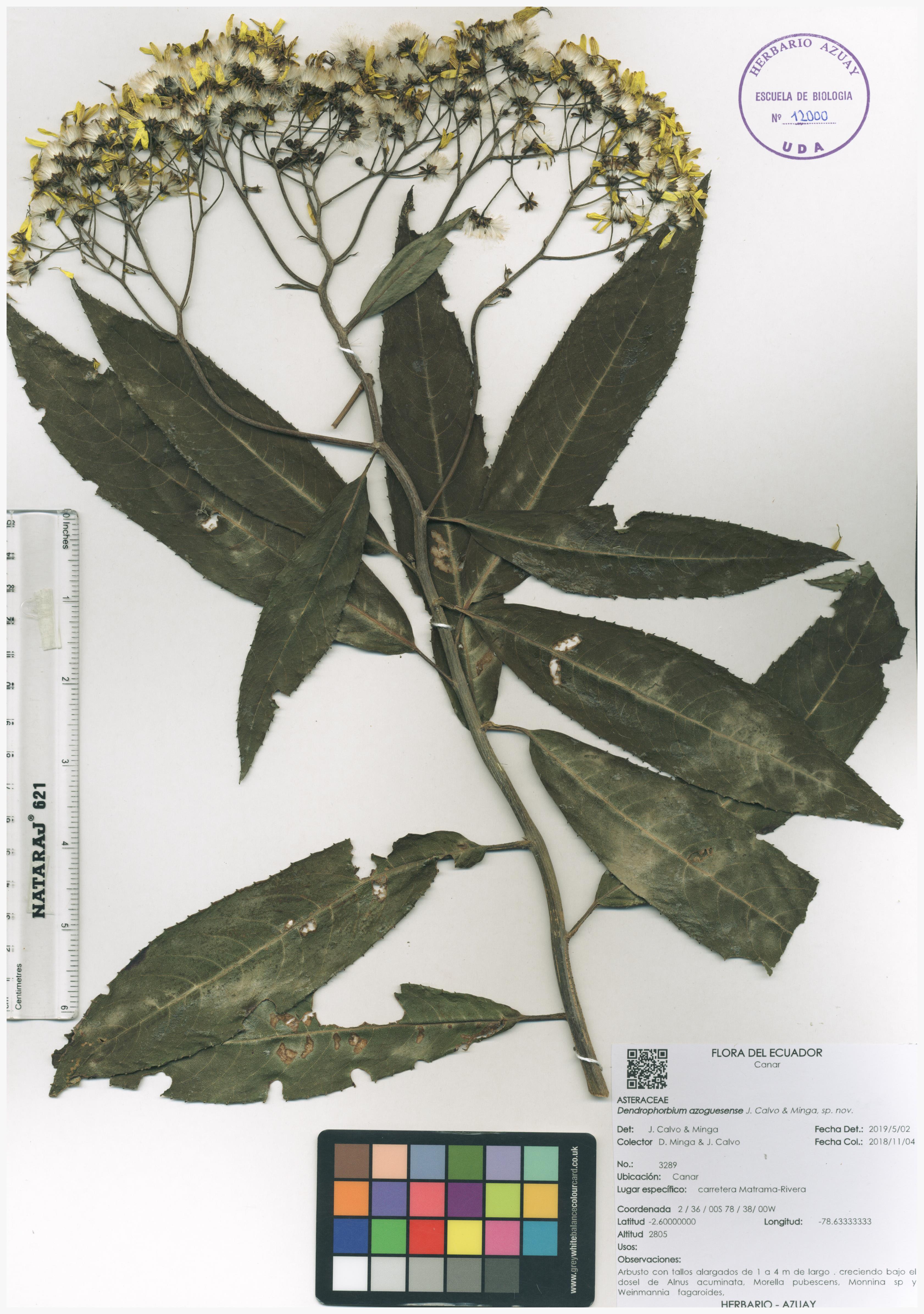 Dendrophorbium azoguesense J. Calvo & Minga