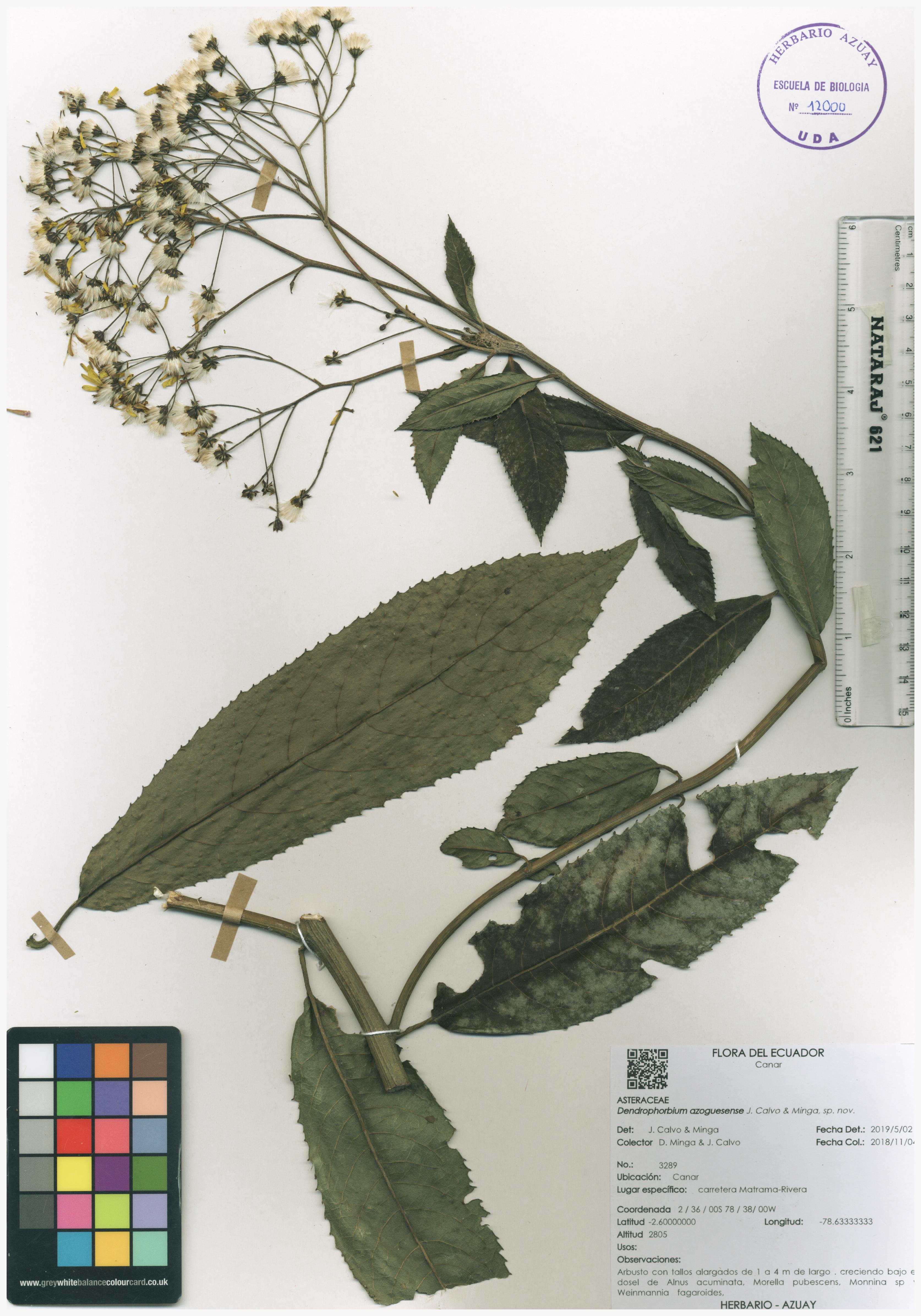 Dendrophorbium azoguesense J. Calvo & Minga