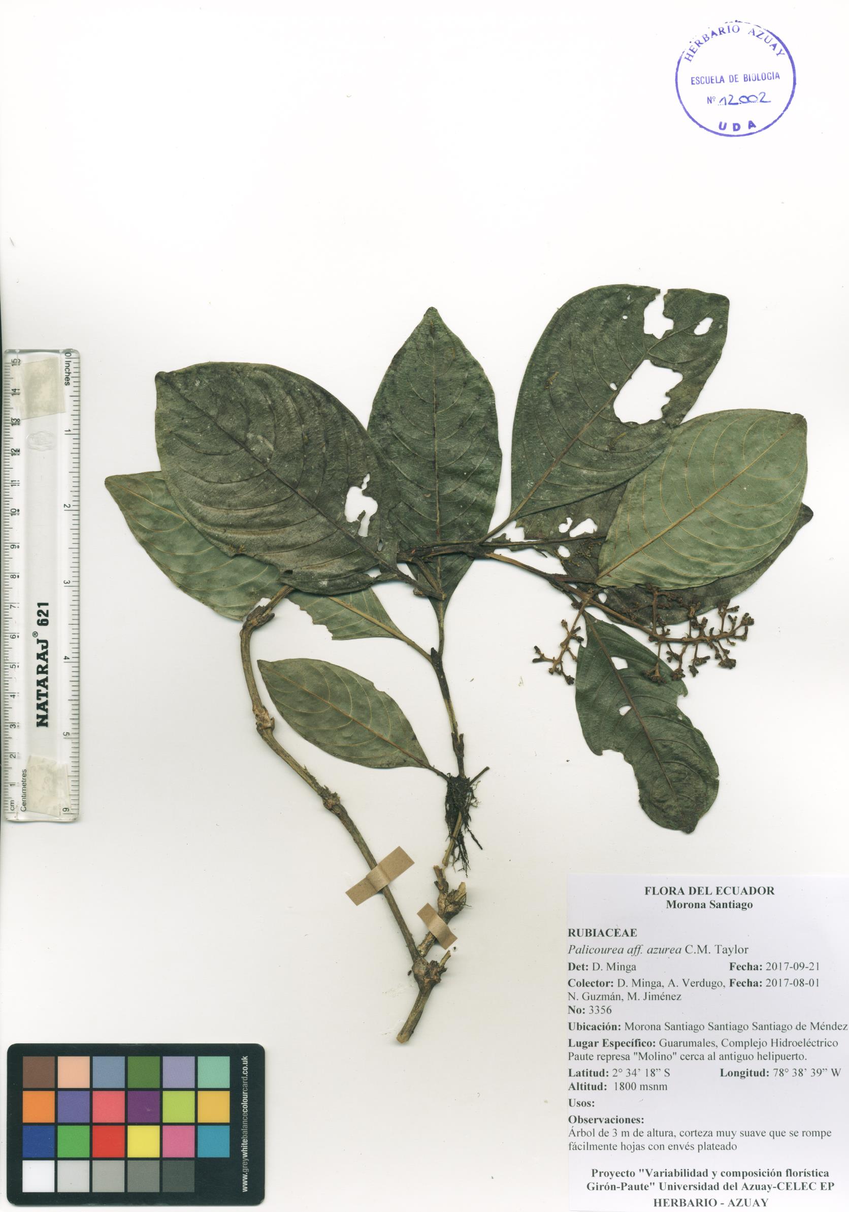 Palicourea azurea C.M. Taylor