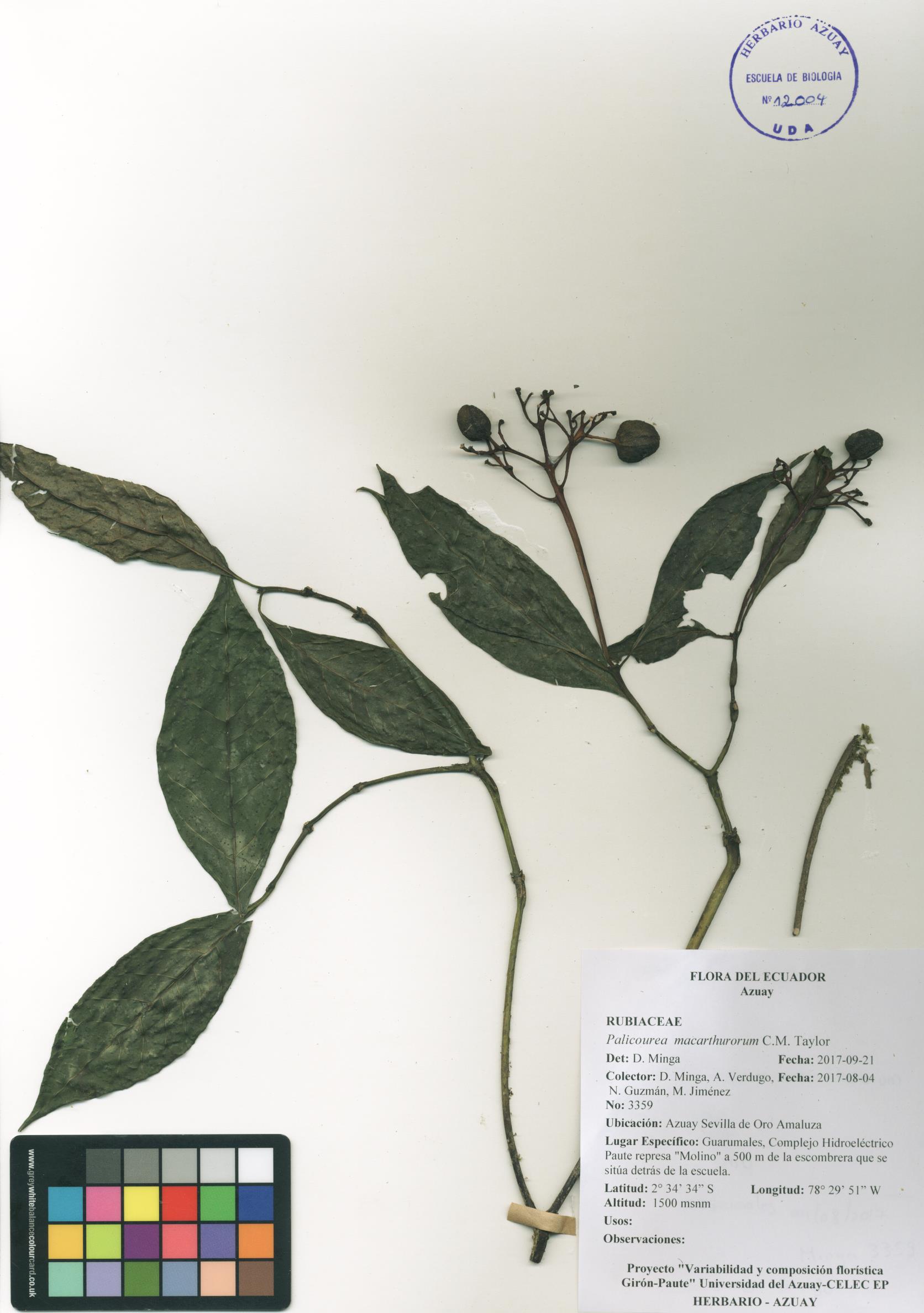 Palicourea macarthurorum C.M. Taylor