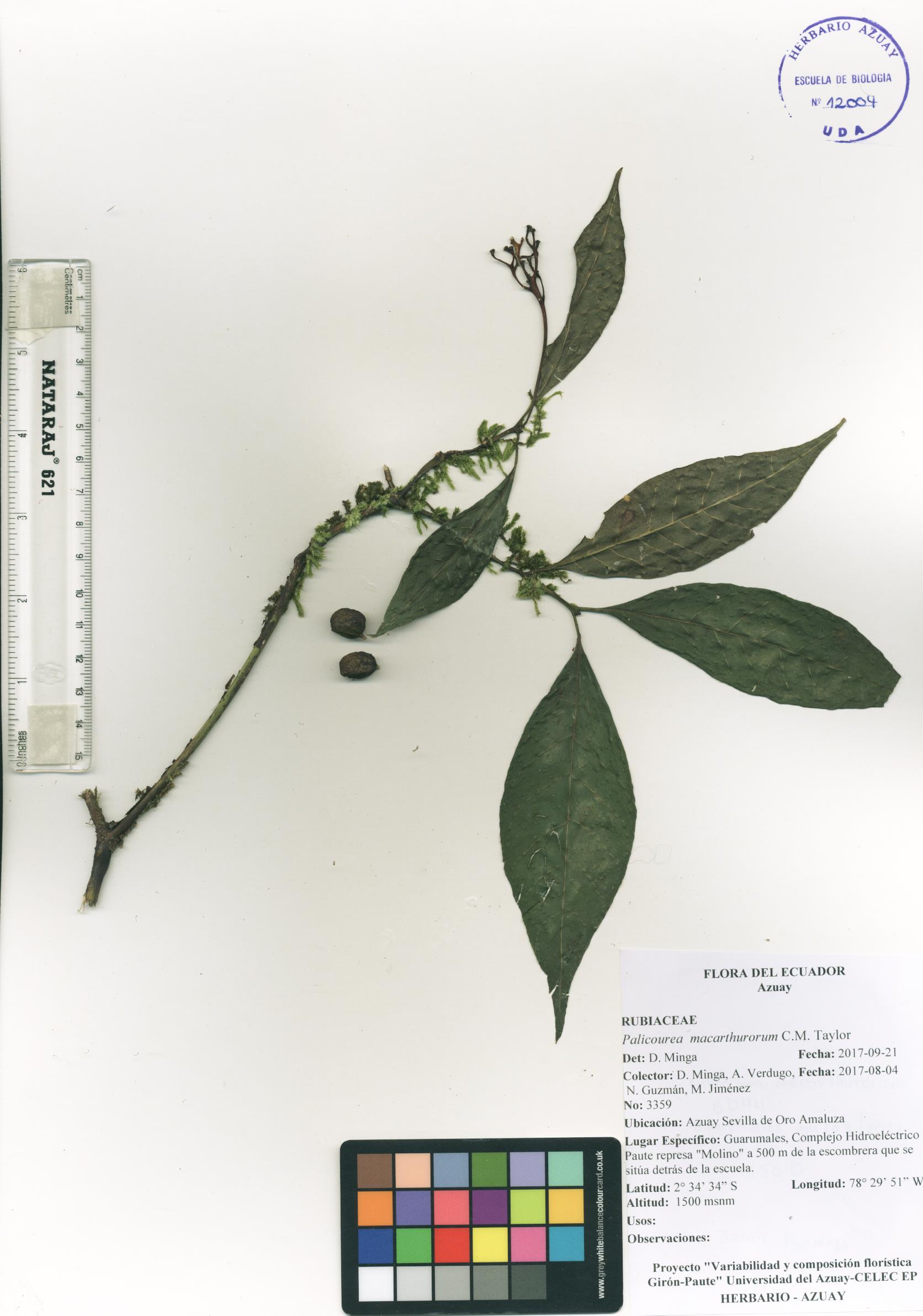 Palicourea macarthurorum C.M. Taylor