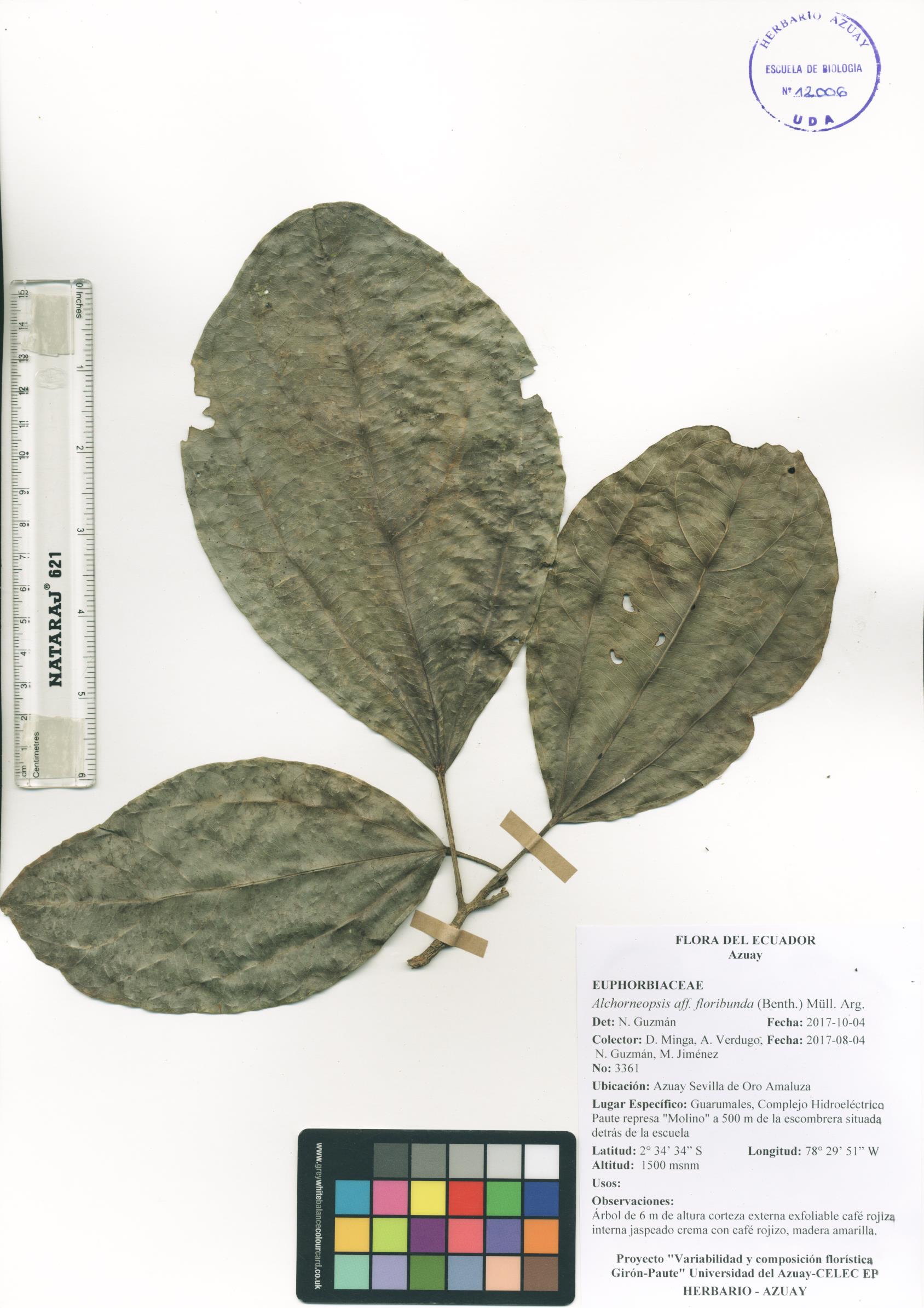 Alchorneopsis floribunda (Benth.) Müll. Arg.