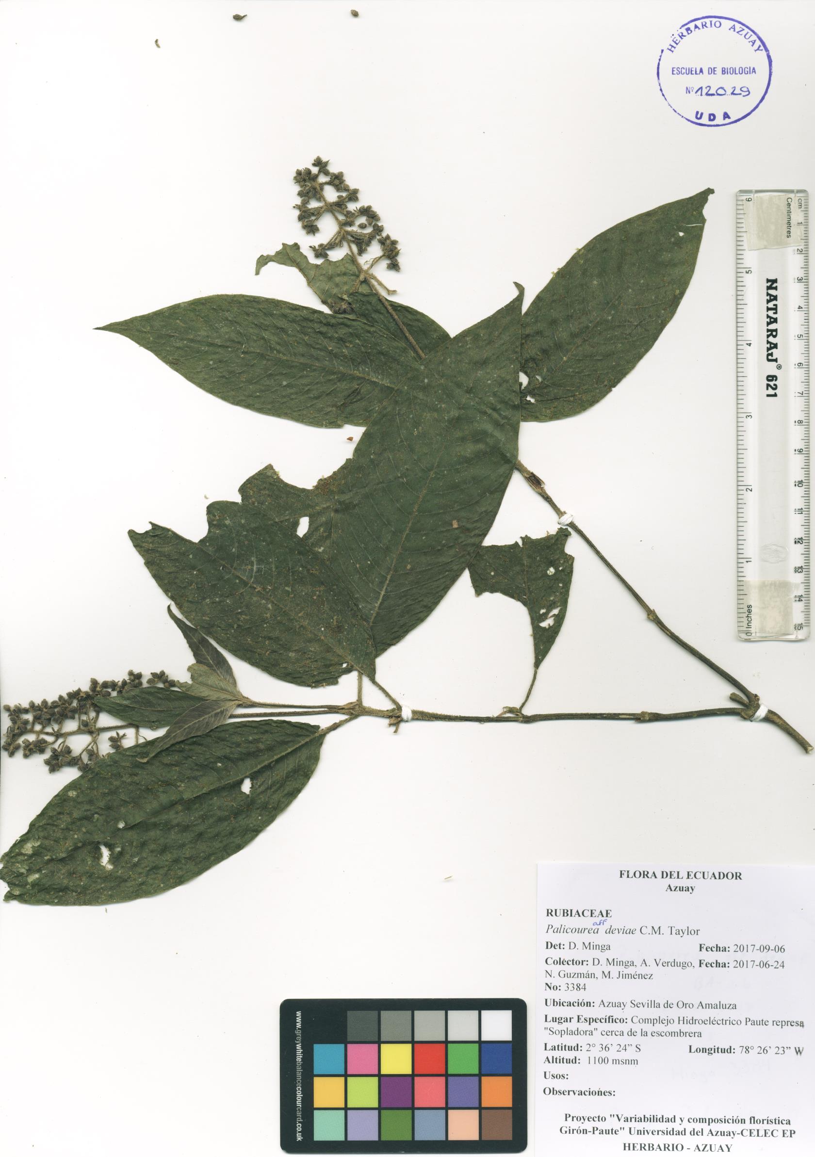 Palicourea deviae C.M. Taylor