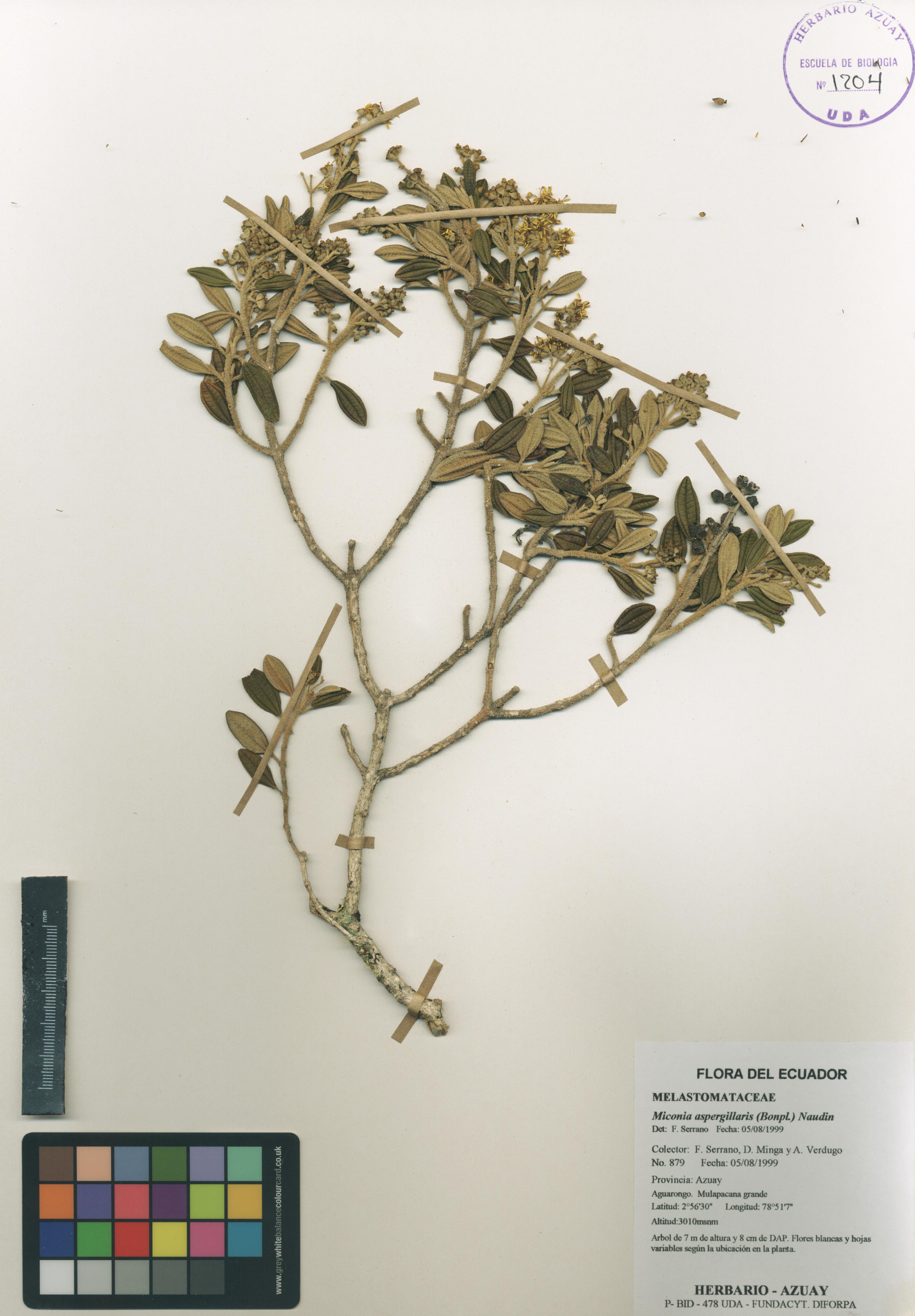 Miconia aspergillaris (Bonpl.) Naudin