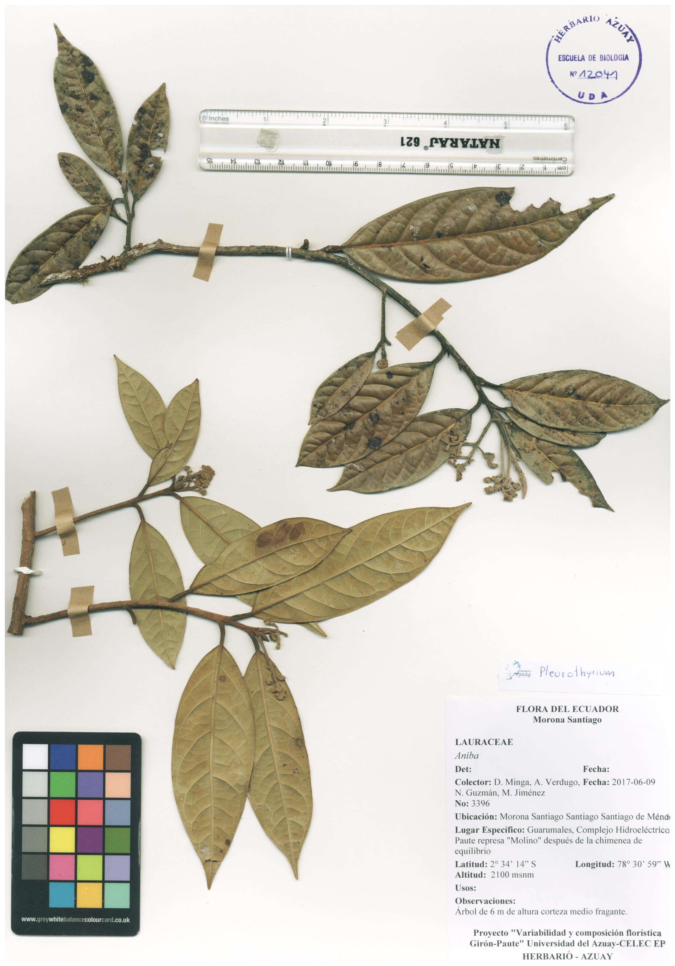Pleurothyrium sin determinar sin determinar
