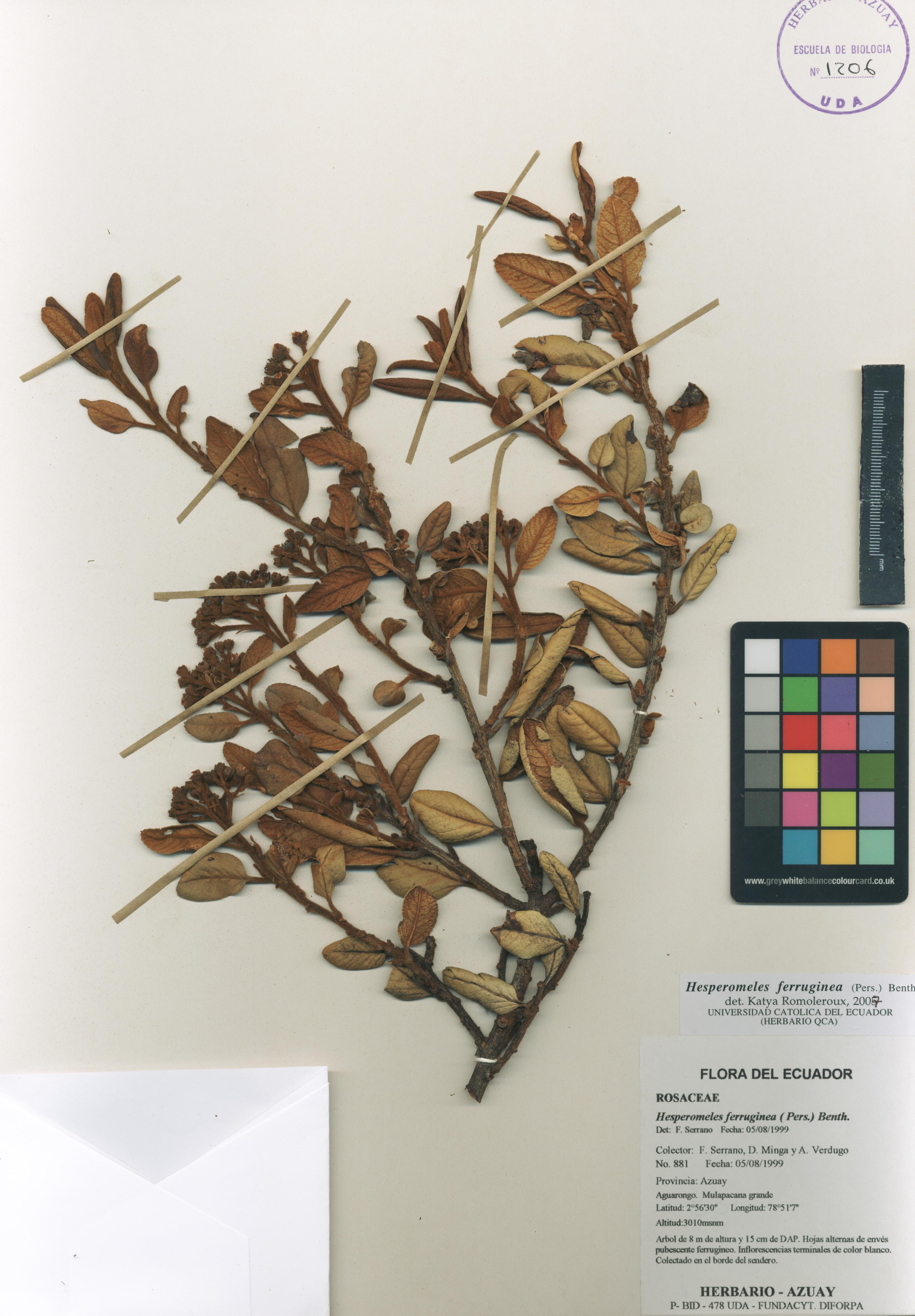 Hesperomeles ferruginea ( Pers.) Benth.