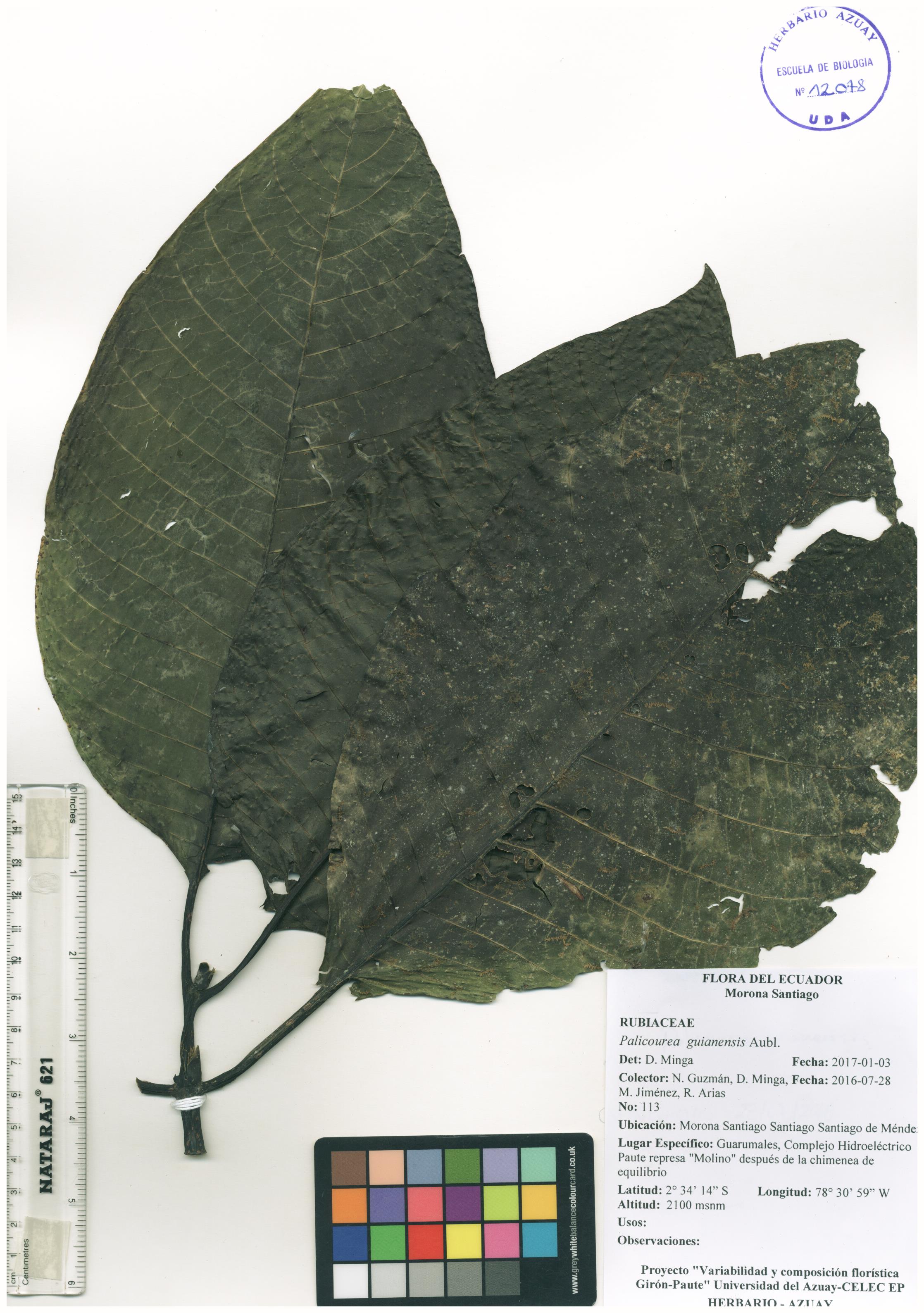 Palicourea guianensis Aubl.