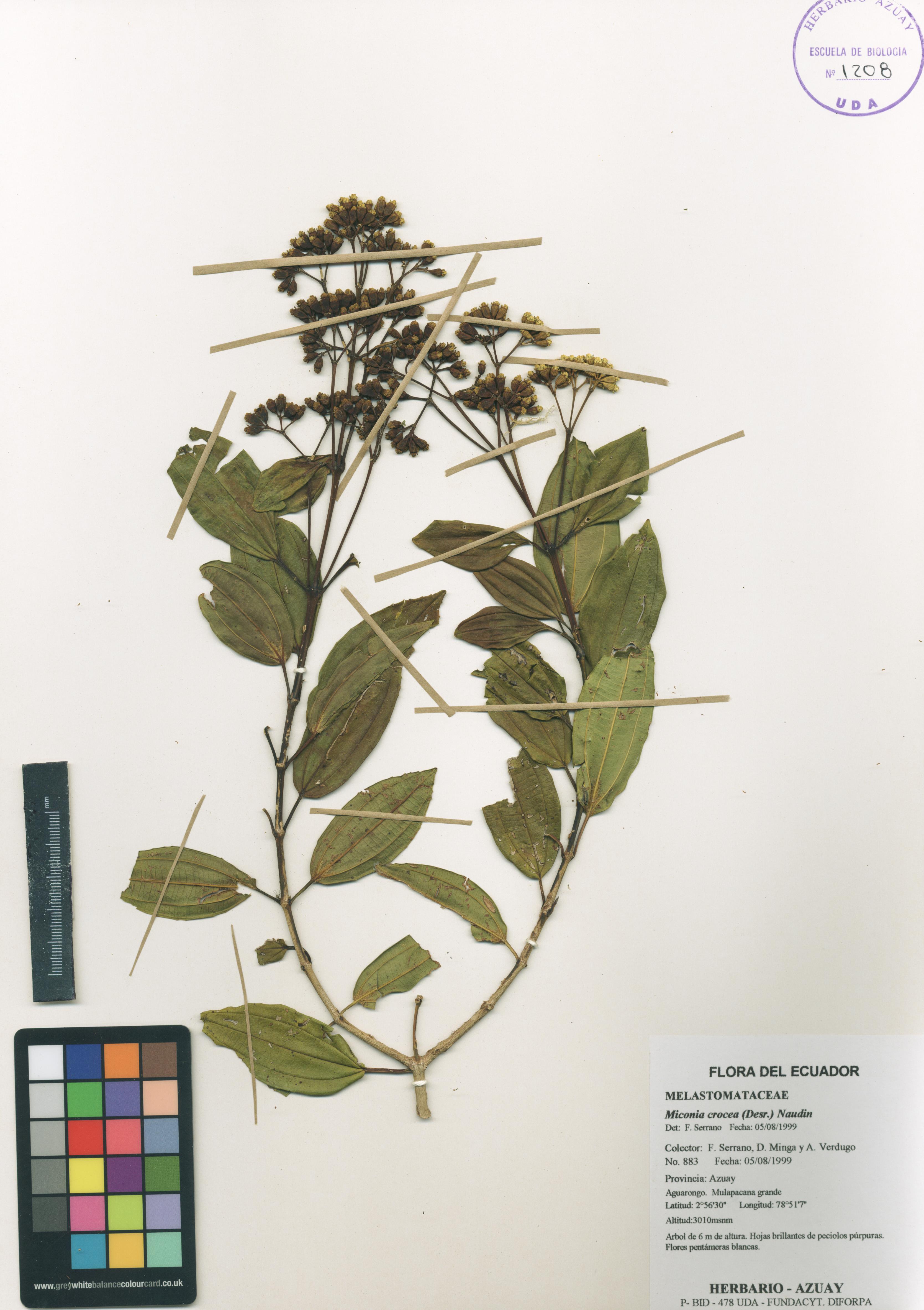 Miconia crocea (Desr.) Naudin.