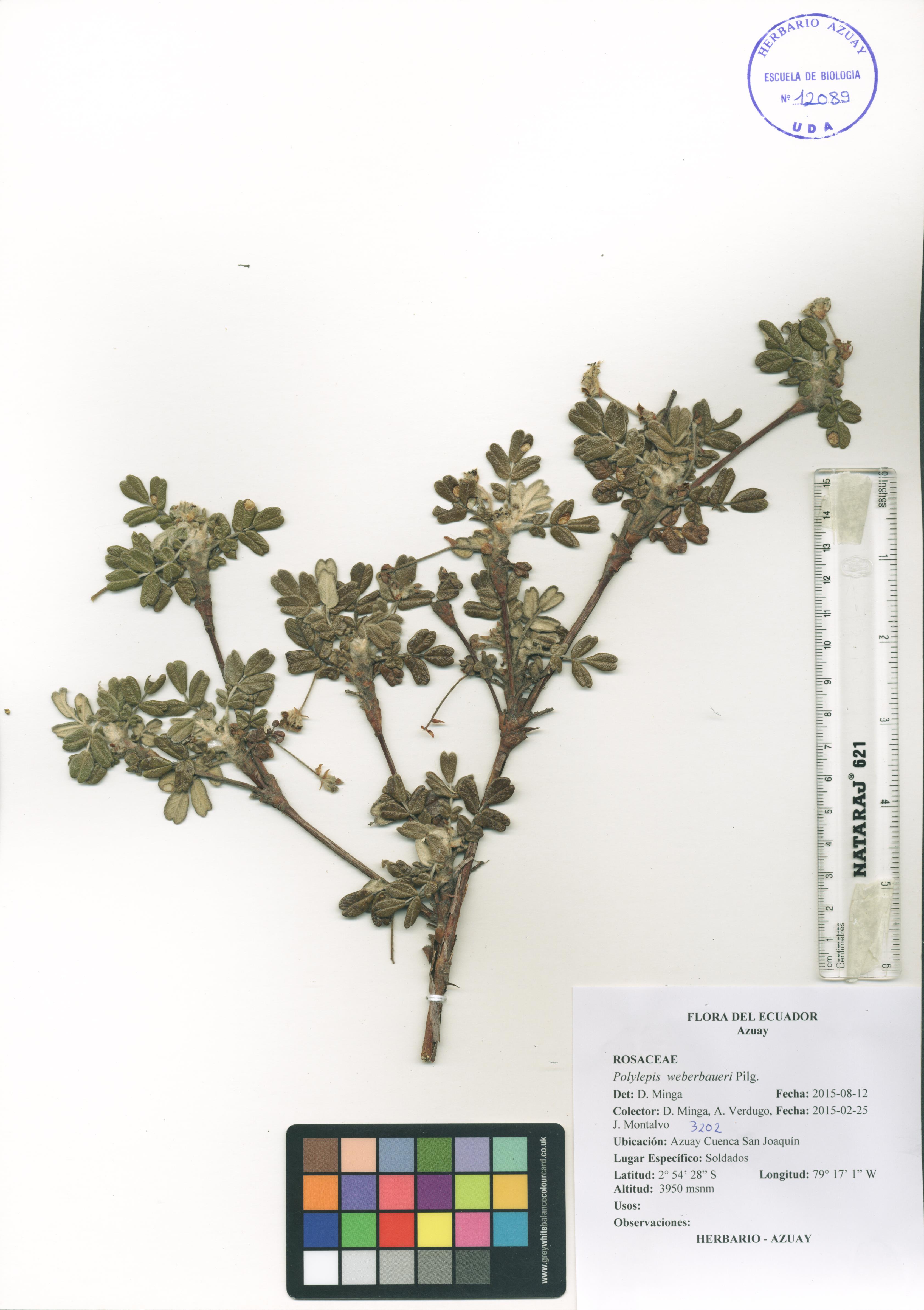 Polylepis simpsoniae T. Boza & M. Kessler