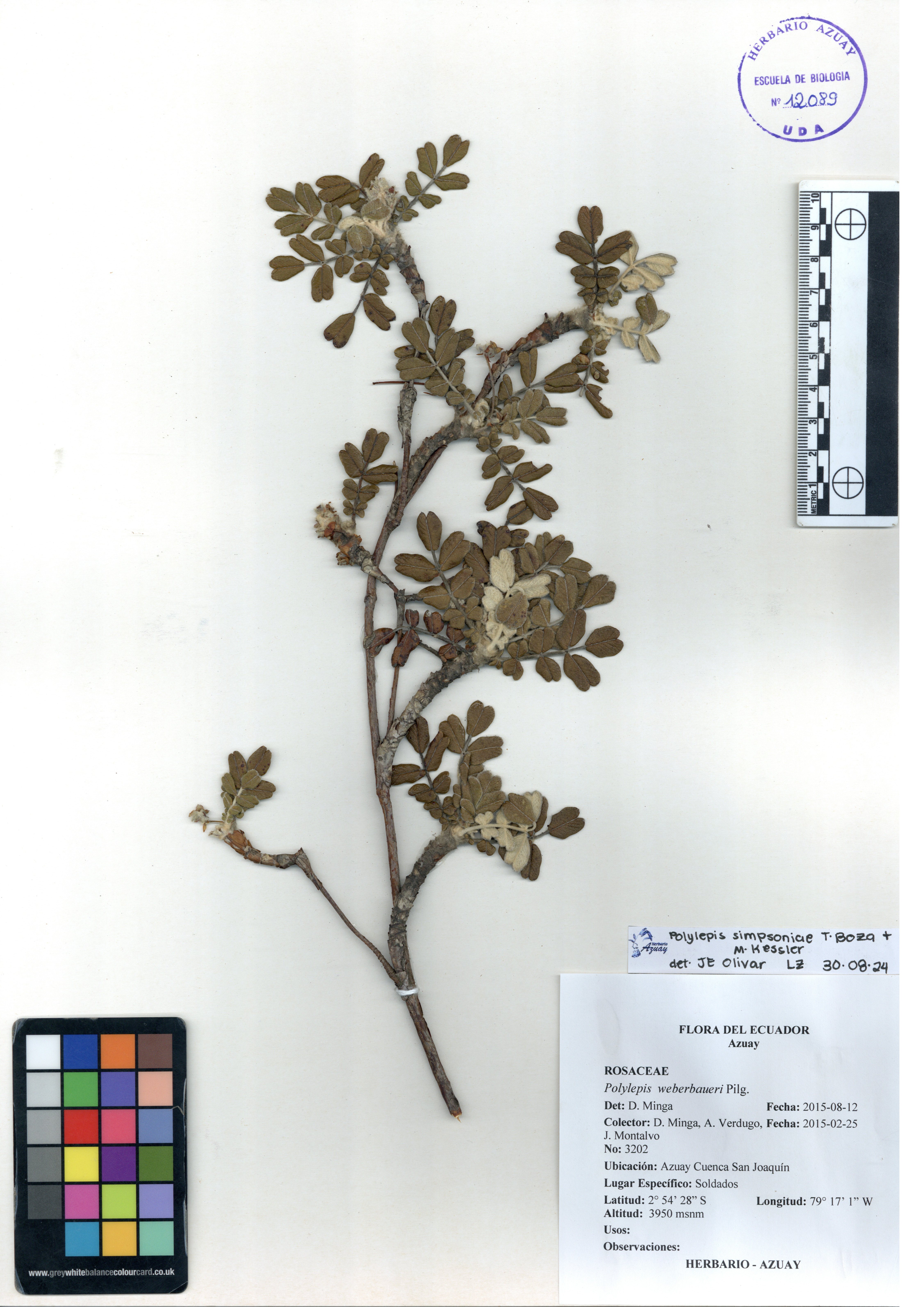 Polylepis simpsoniae T. Boza & M. Kessler