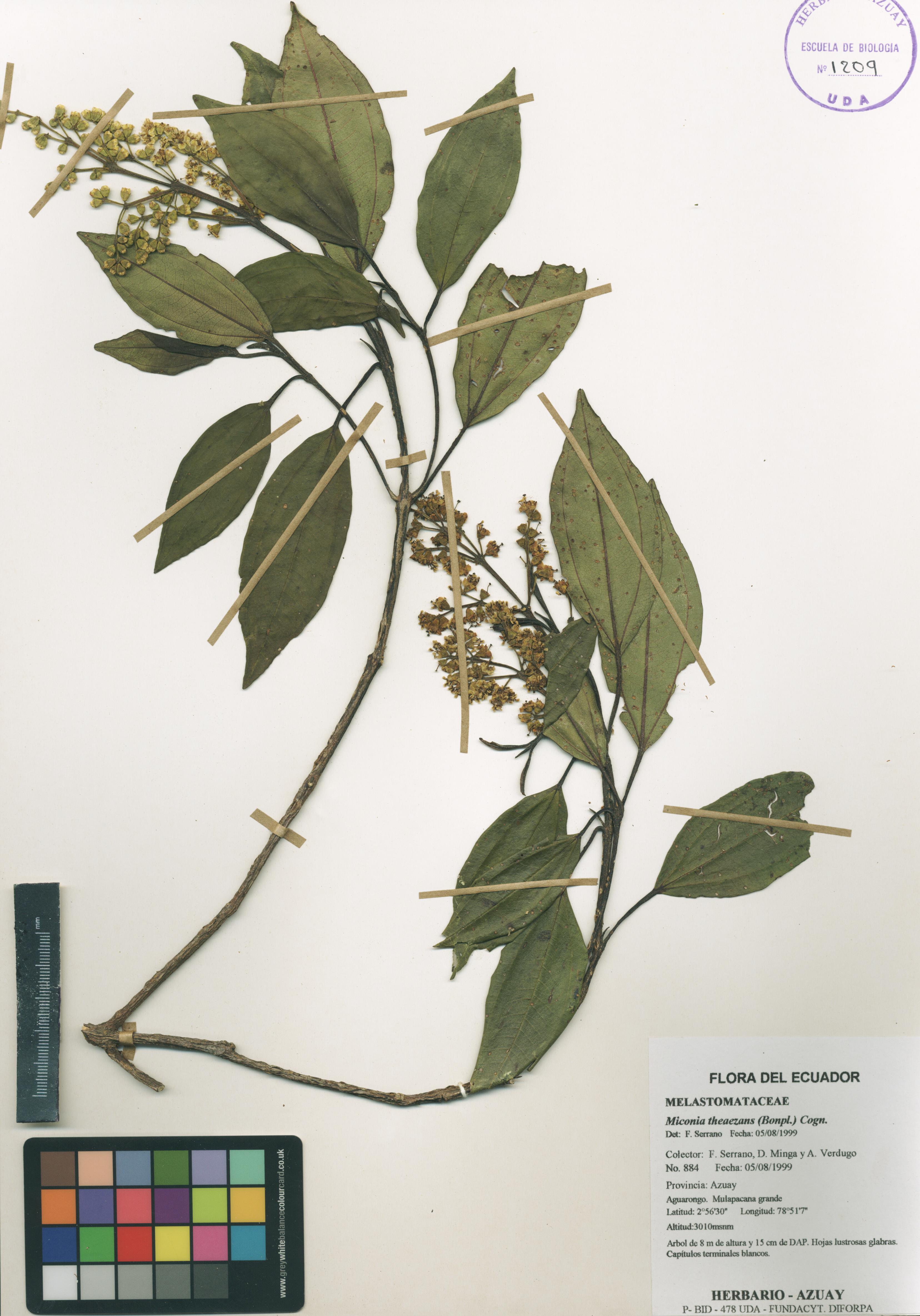 Miconia theaezans (Bonpl.) Cogn.