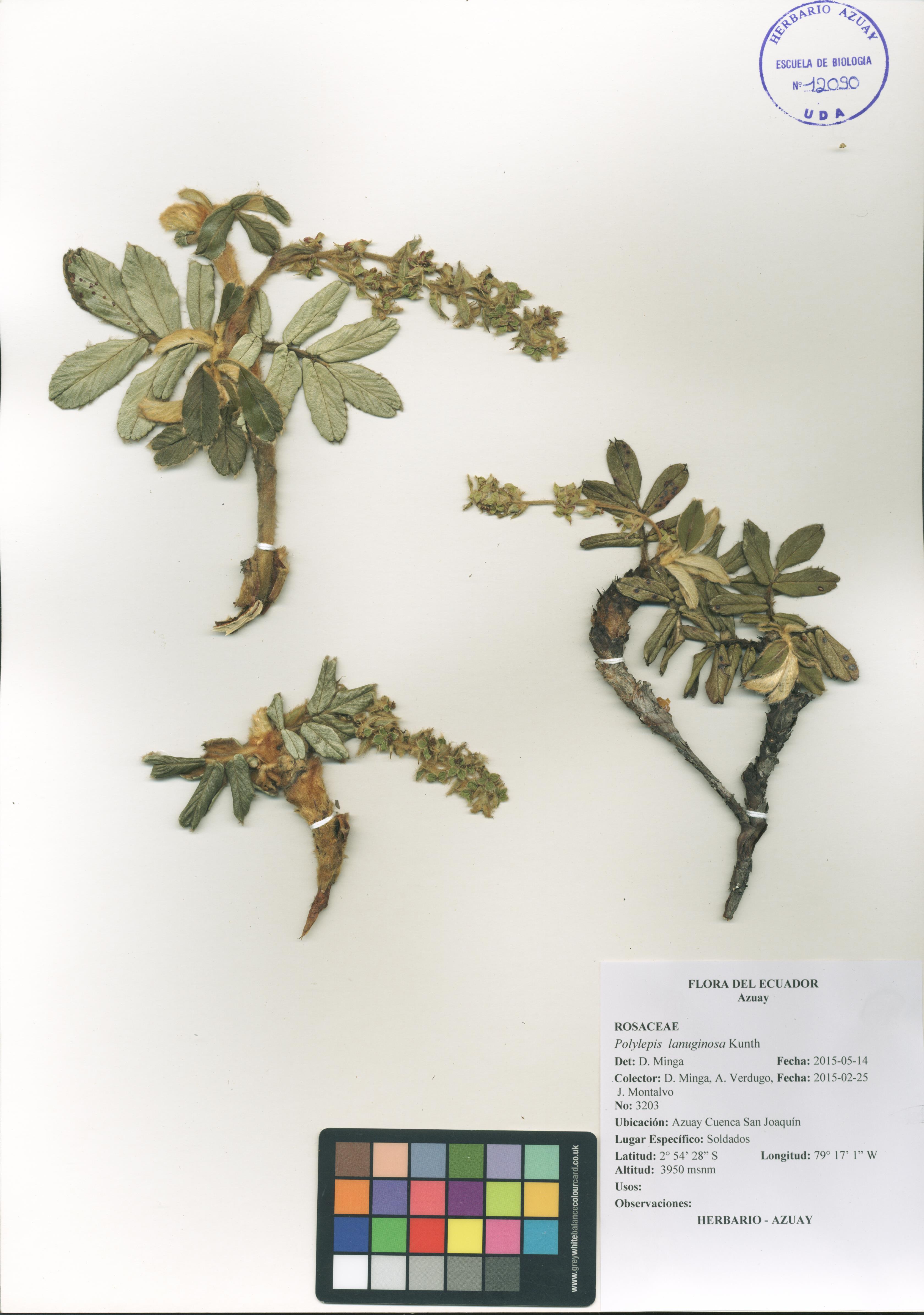 Polylepis lanuginosa Kunth