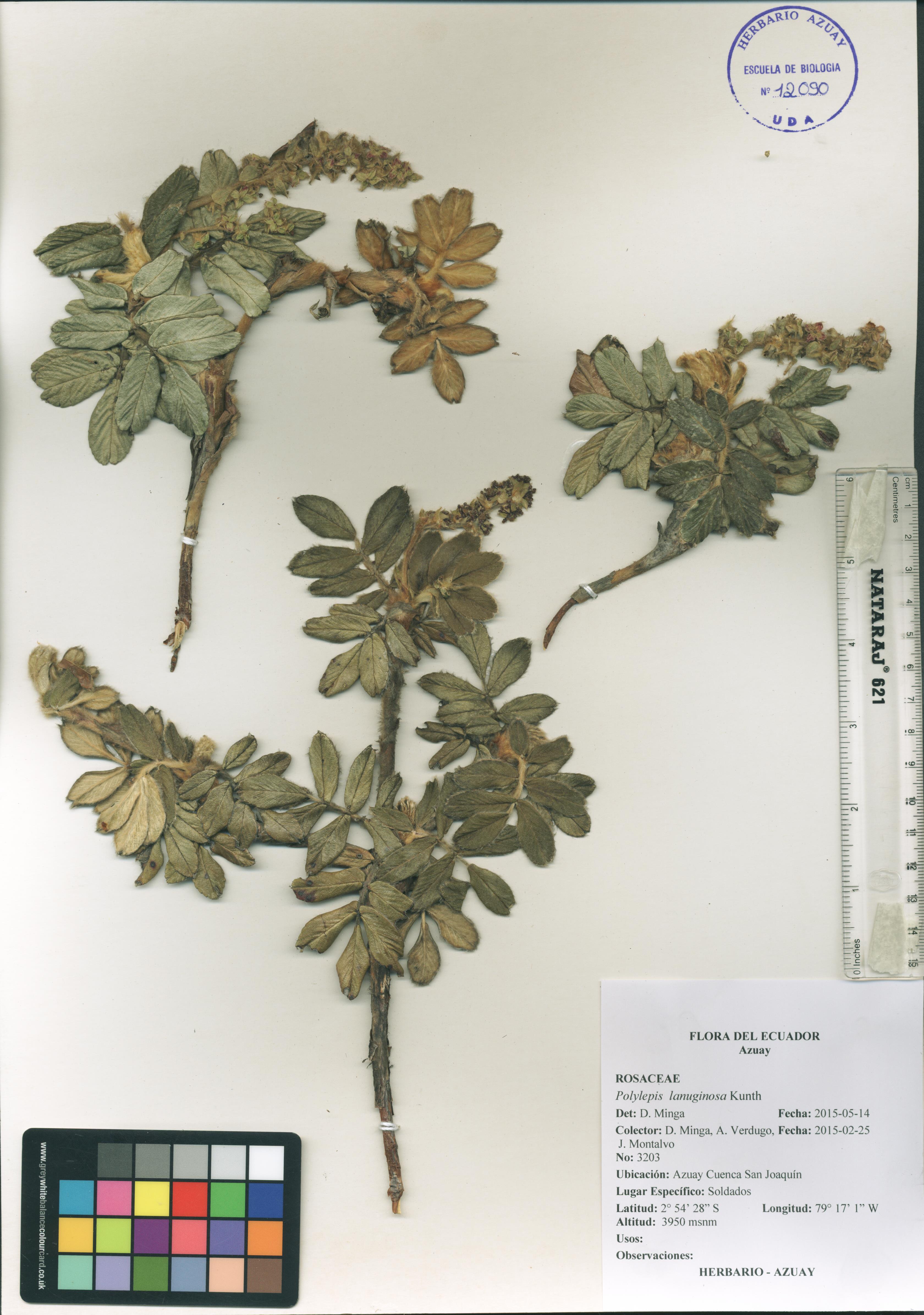 Polylepis lanuginosa Kunth