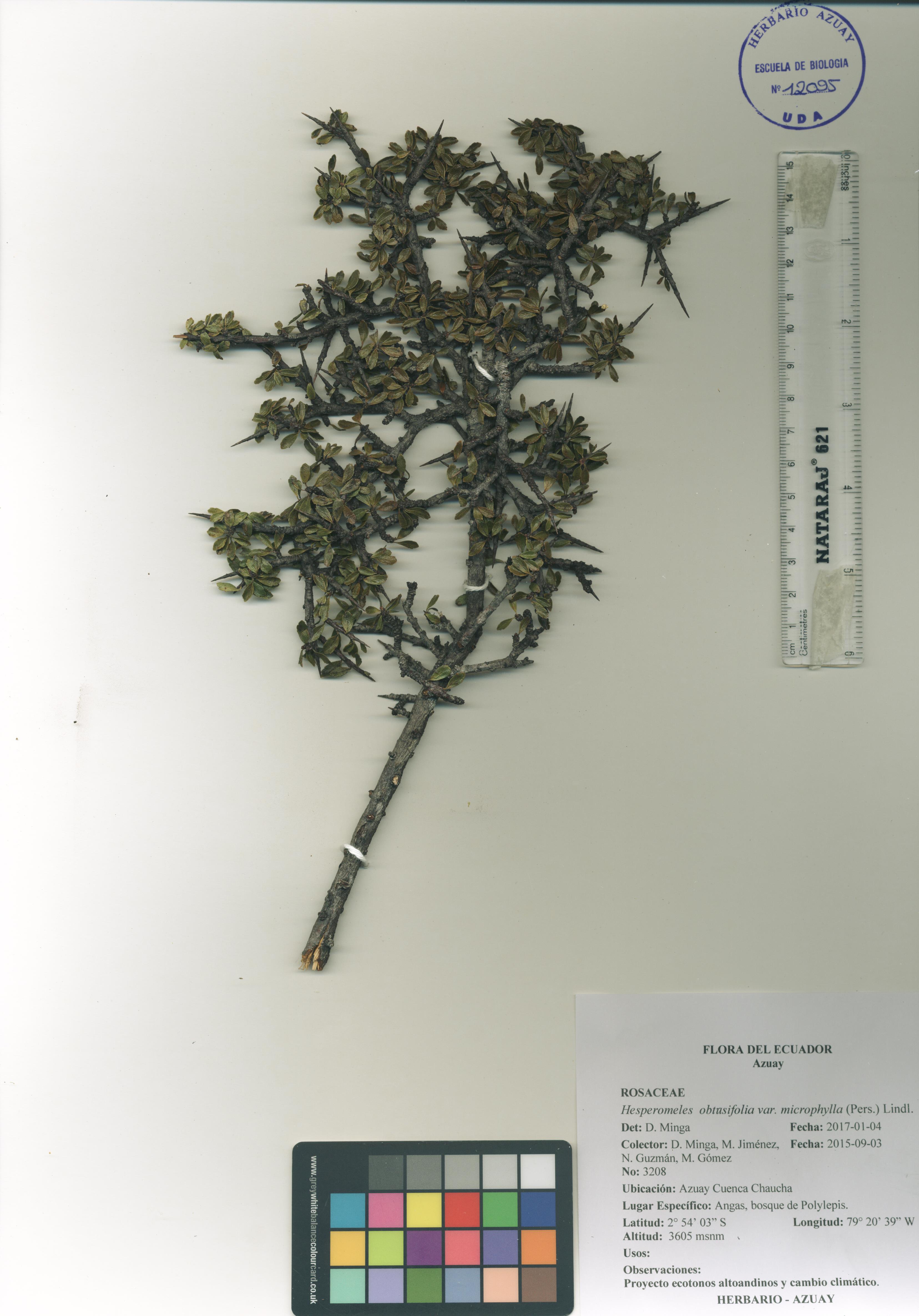 Hesperomeles obtusifolia (Pers.) Lindl.